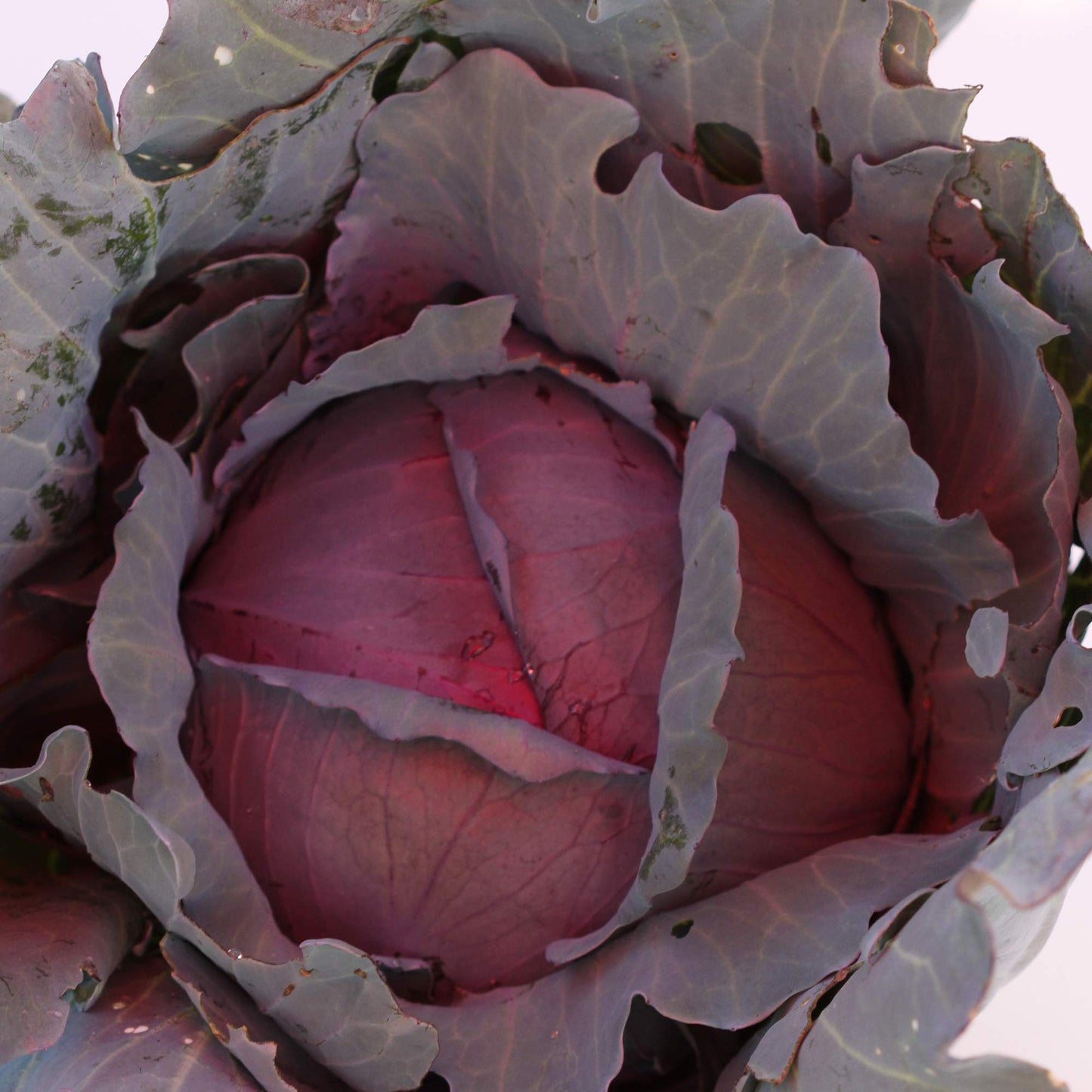 Organic Red Express Cabbage Seeds - 5 LB Bulk ~520,000 Seeds - Non-GMO, Open Pollinated, Heirloom, Vegetable Gardening Seed