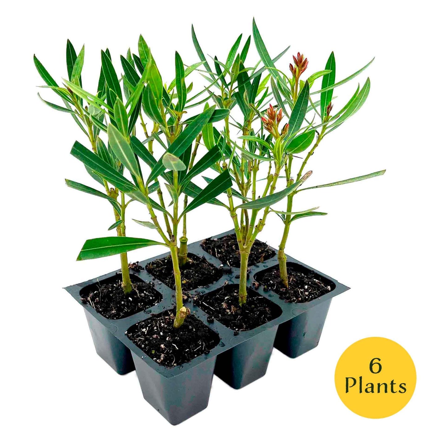 6 Petite Pink Oleander – Dwarf Evergreen Rosey Flowering Shrub for Hedges, Borders & Containers (Nerium Oleander ‘Petite Pink’) in 2.5″ Cubes, Live Plants