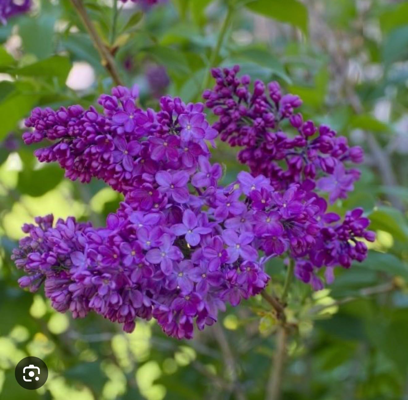 Live Plant - Congo LilacSyringa VulgarisSmall Well Rooted Starter Plant4-8” Tall