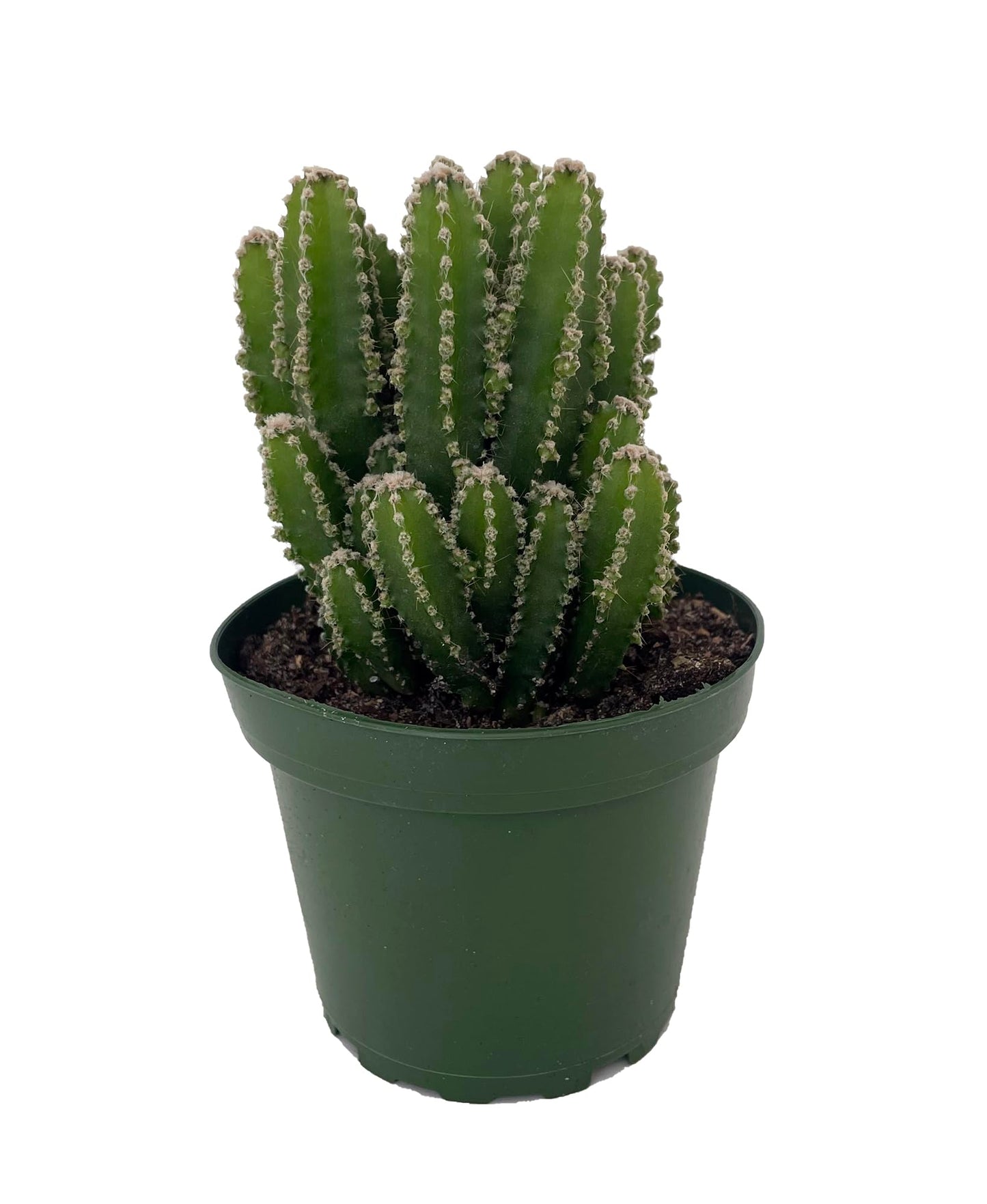 Fairy Castle Cactus - Cereus - Houseplant/Terrarium/Fairy Garden - 4" Pot