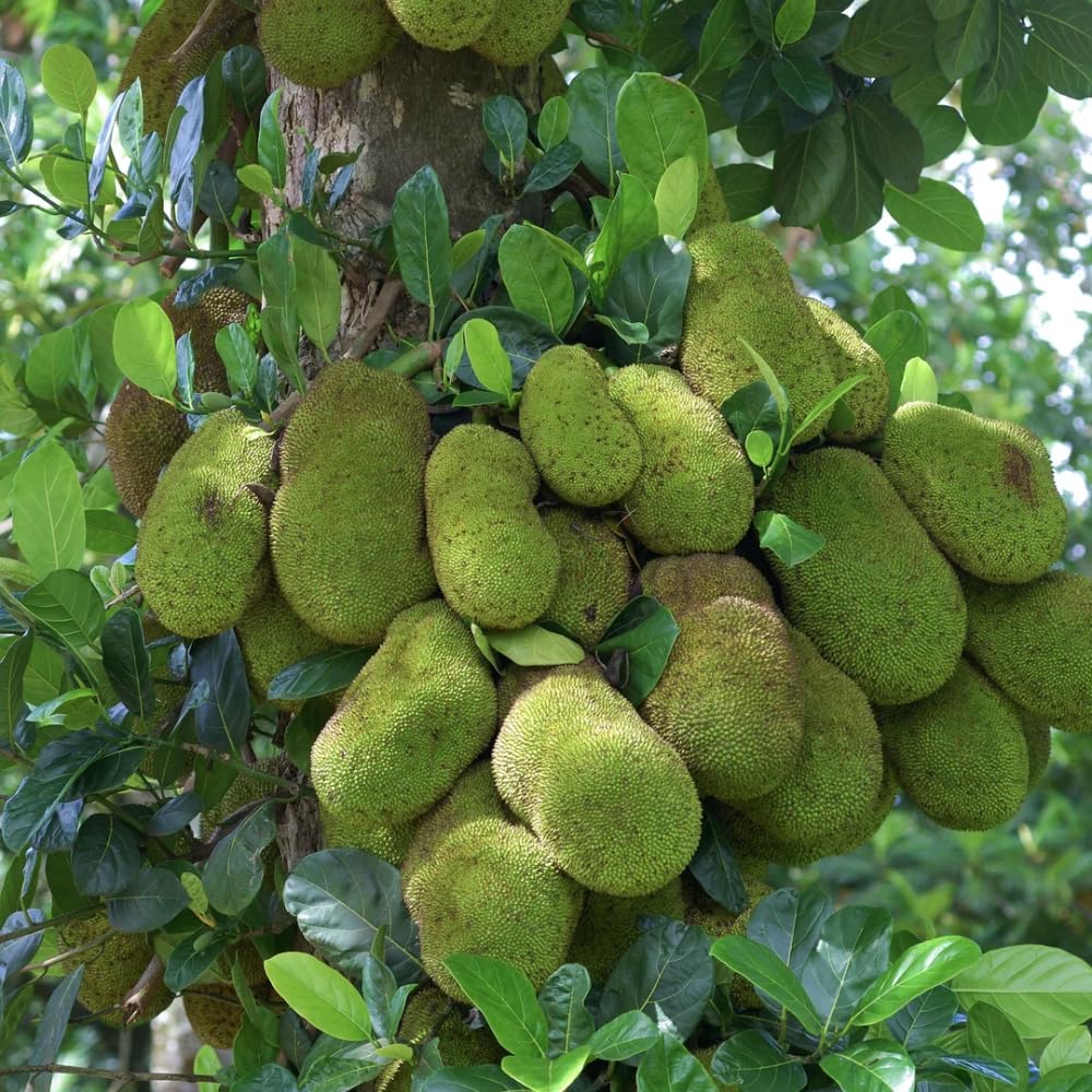 Jackfruit Tree Live Plants, Jackfruit Tropical Fruit Trees, Sweet Fruit Plant from 8-10 Inch Tall in 4 Inch Pot for Outdoor Gardening