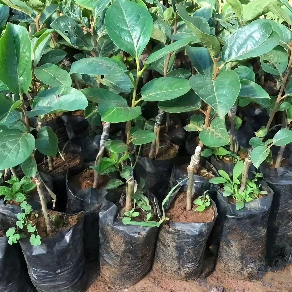 Belit 100 Pcs Plant Nursery Bags, Plastic Seedling Pots Container for Fruit Tree, Flower, Starting saplings, Plant Grow(3.5"x6.6")