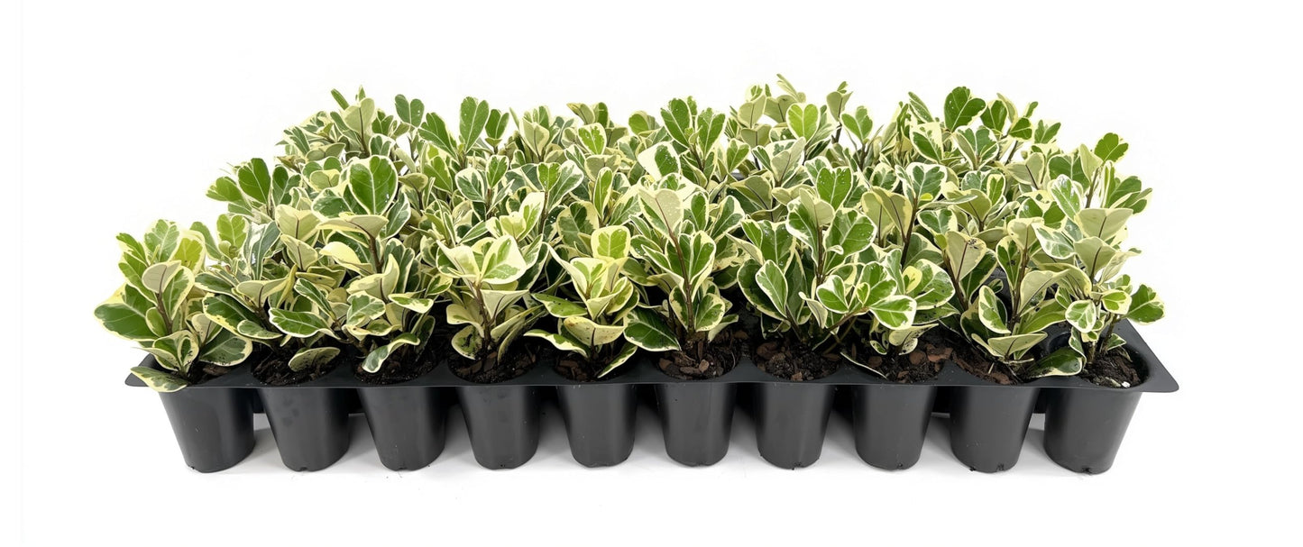 Ficus Triangularis | 3 Live Plants | Ficus Triangularis | Indoor Houseplant | Live Evergreen Tree | Low Maintenance | Air Purifying | Unique Leaf Shape | Home or Office Decor