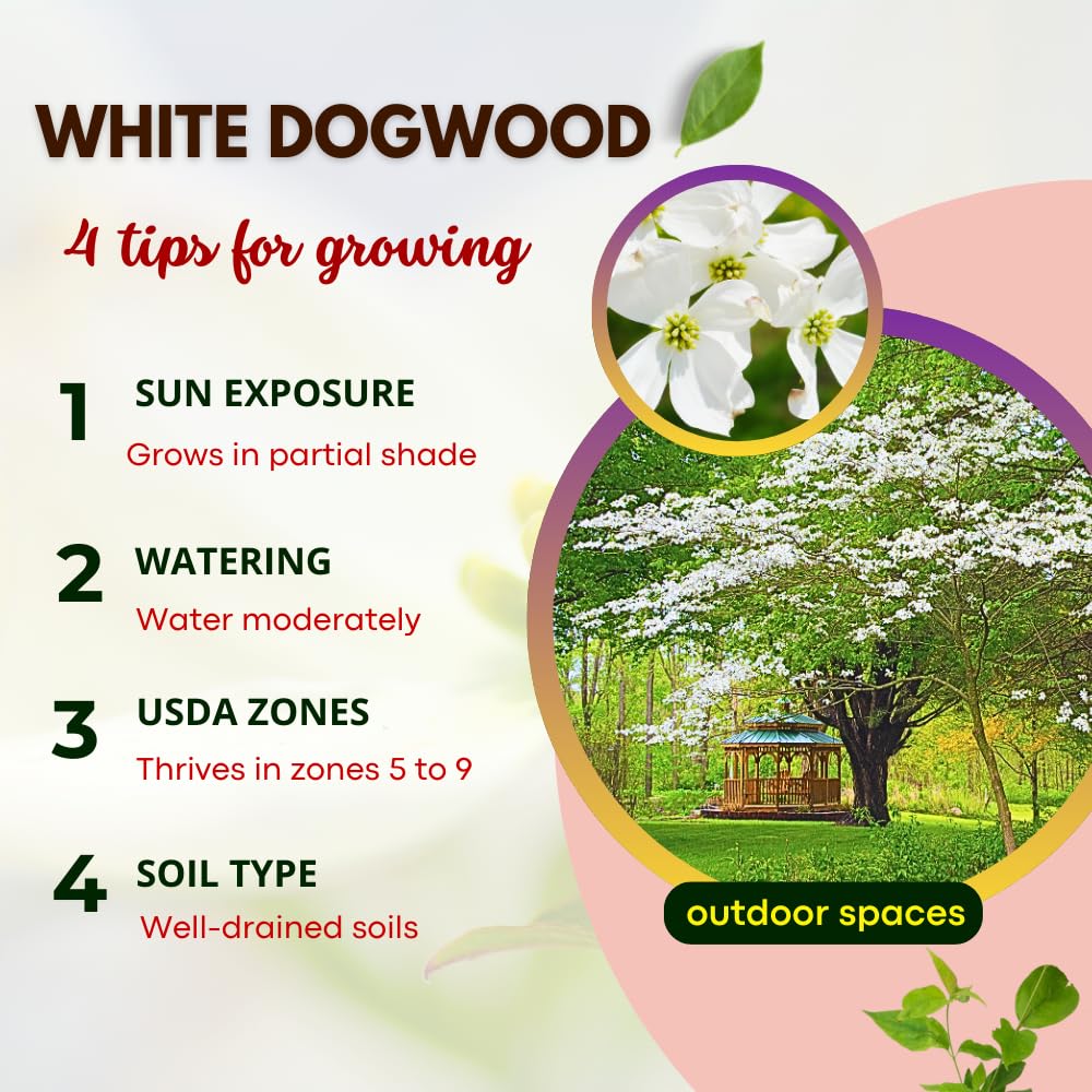 White Dogwood Tree Live Plant in Quart Pot, 8-10 Inches Tall, Dogwood Trees, White Flower for Spring Blooms