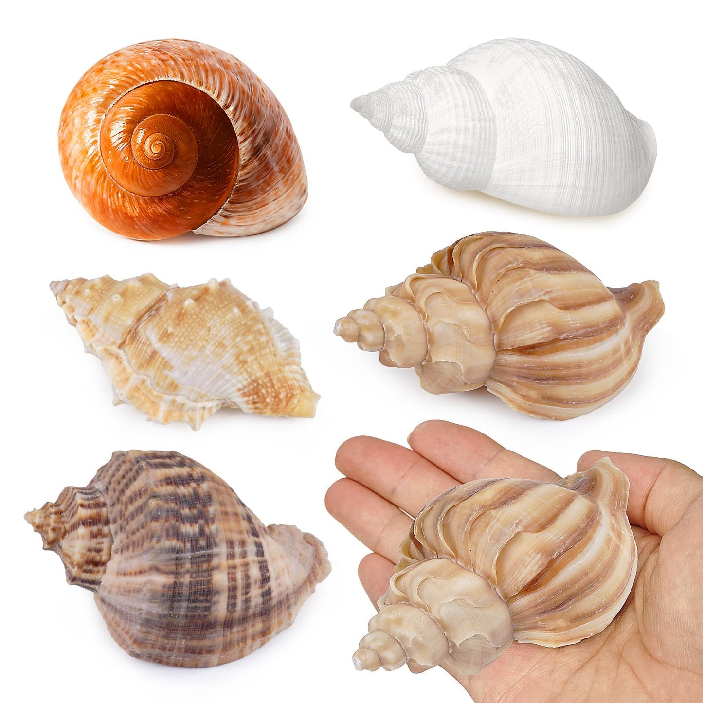 Fectzuea 5Pcs Hermit Crab Shells Natural Sea Conch Size: 2"-3" Turbo Seashells for Hermit Crab Supplies Hermit Crab House for Décor No Paint or Dye (Opening Sizes: 1.2-2 inches)