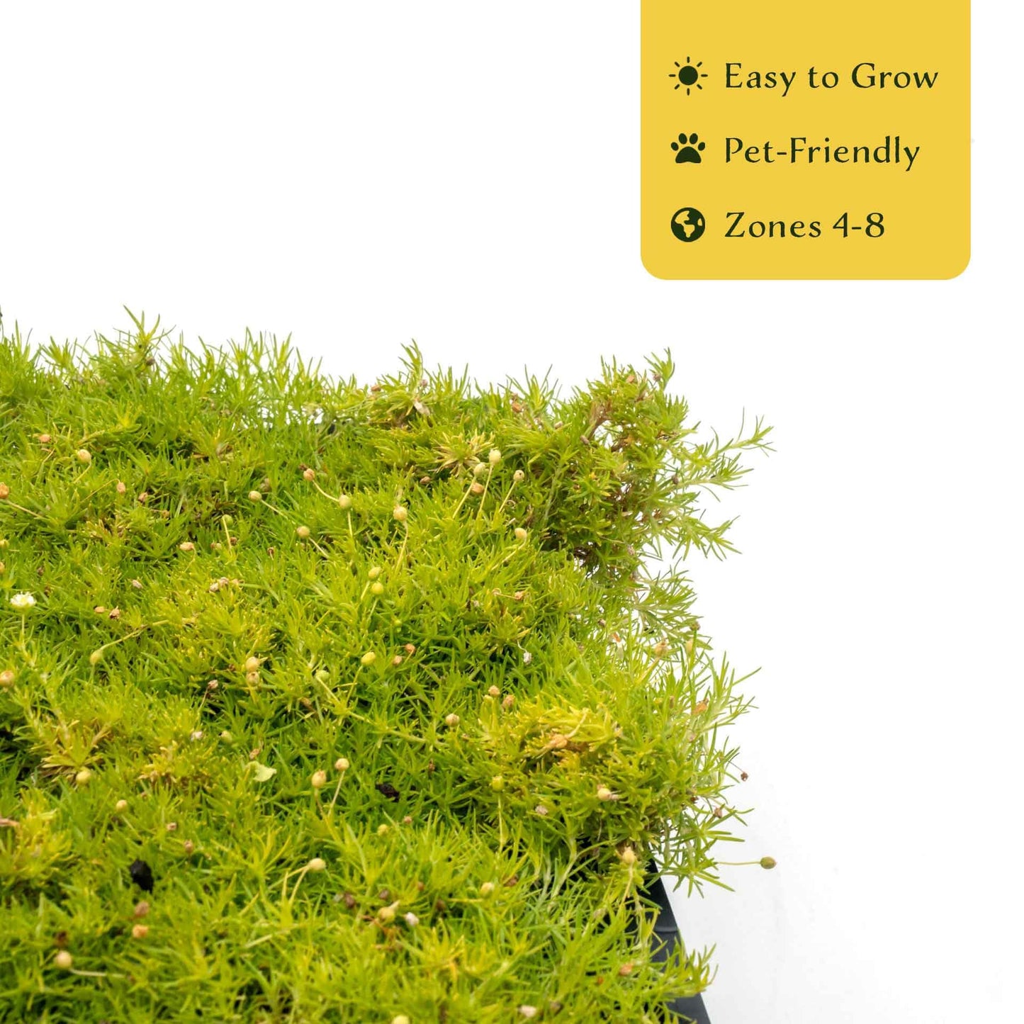 3 Scottish Moss – Soft Golden Evergreen Groundcover for Rock Gardens, Pathways & Containers (Sagina subulata ‘Aurea’) in 2.5″ Cubes, Live Plants