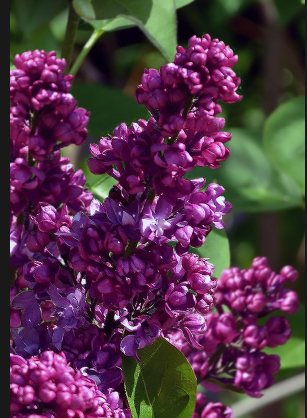 Live Plant - Congo LilacSyringa VulgarisSmall Well Rooted Starter Plant4-8” Tall
