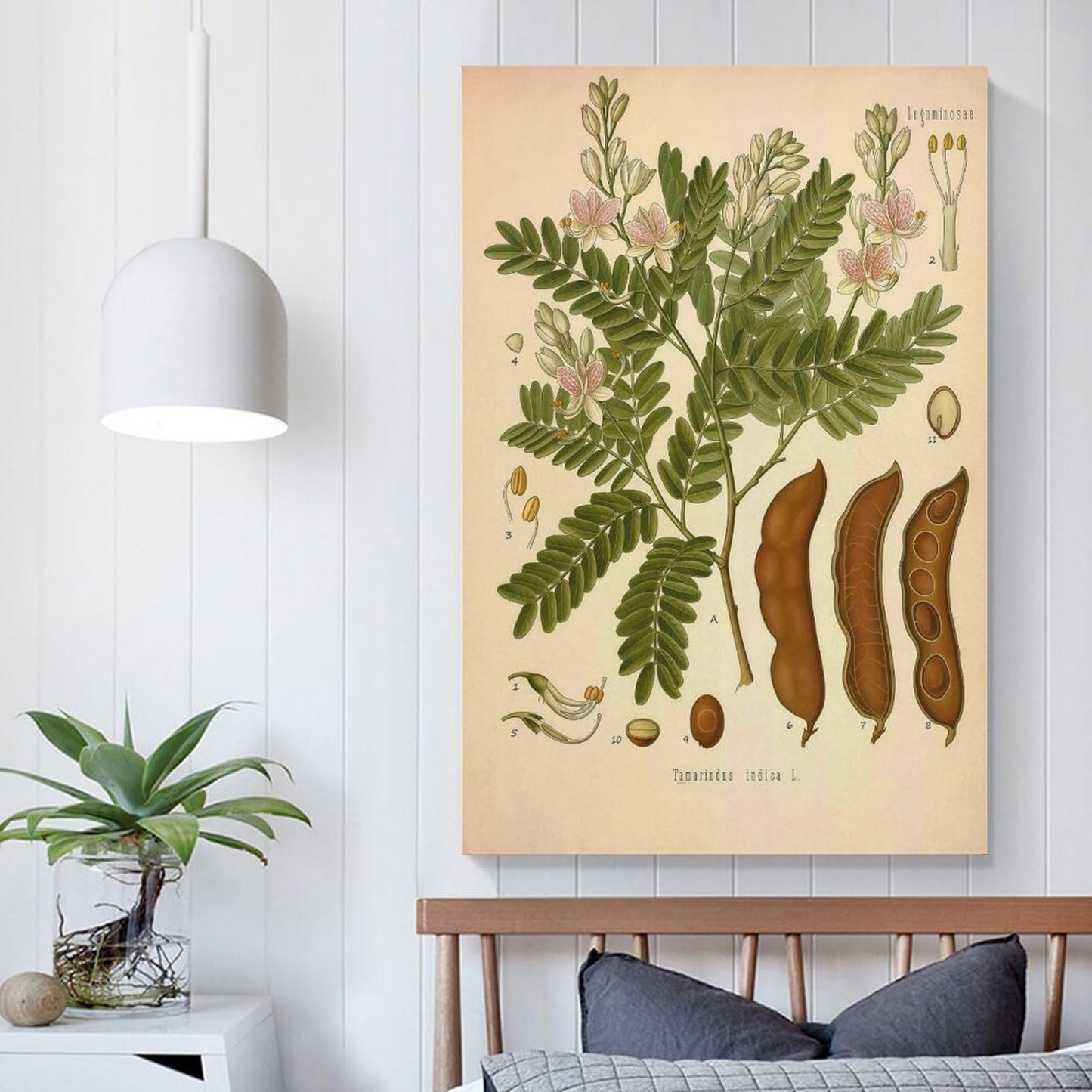 Tamarind Tree Plant Knowledge Poster Canvas Wall Art Posters For Room Aesthetic And Decor Poster For Bedroom Living Room Bathroom Kitchen Office Decor 24x36inch(60x90cm) Unframe-style