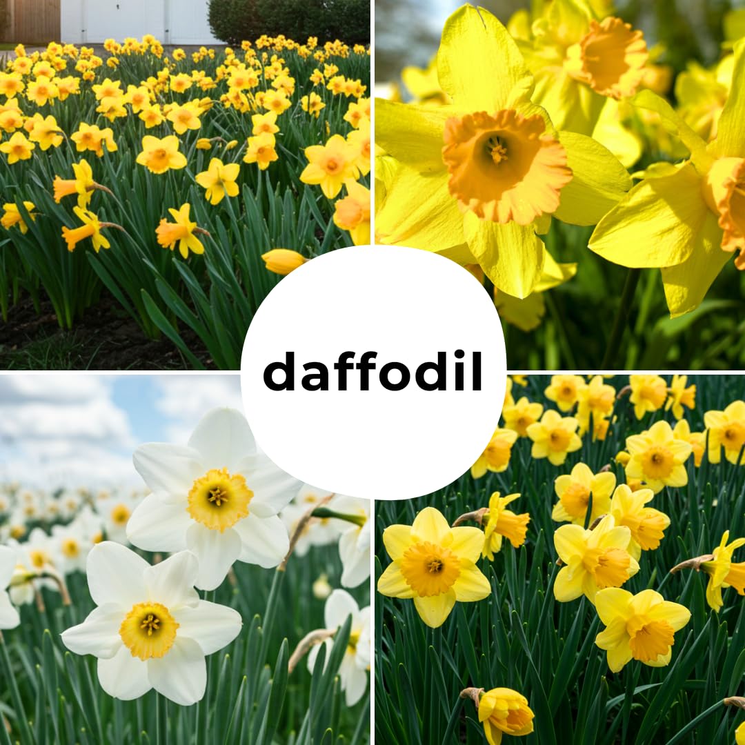 Daffodil Mix Bulbs for Planting - Easy to Grow Perennial Flowers for Garden or Containers (25 Bulbs)