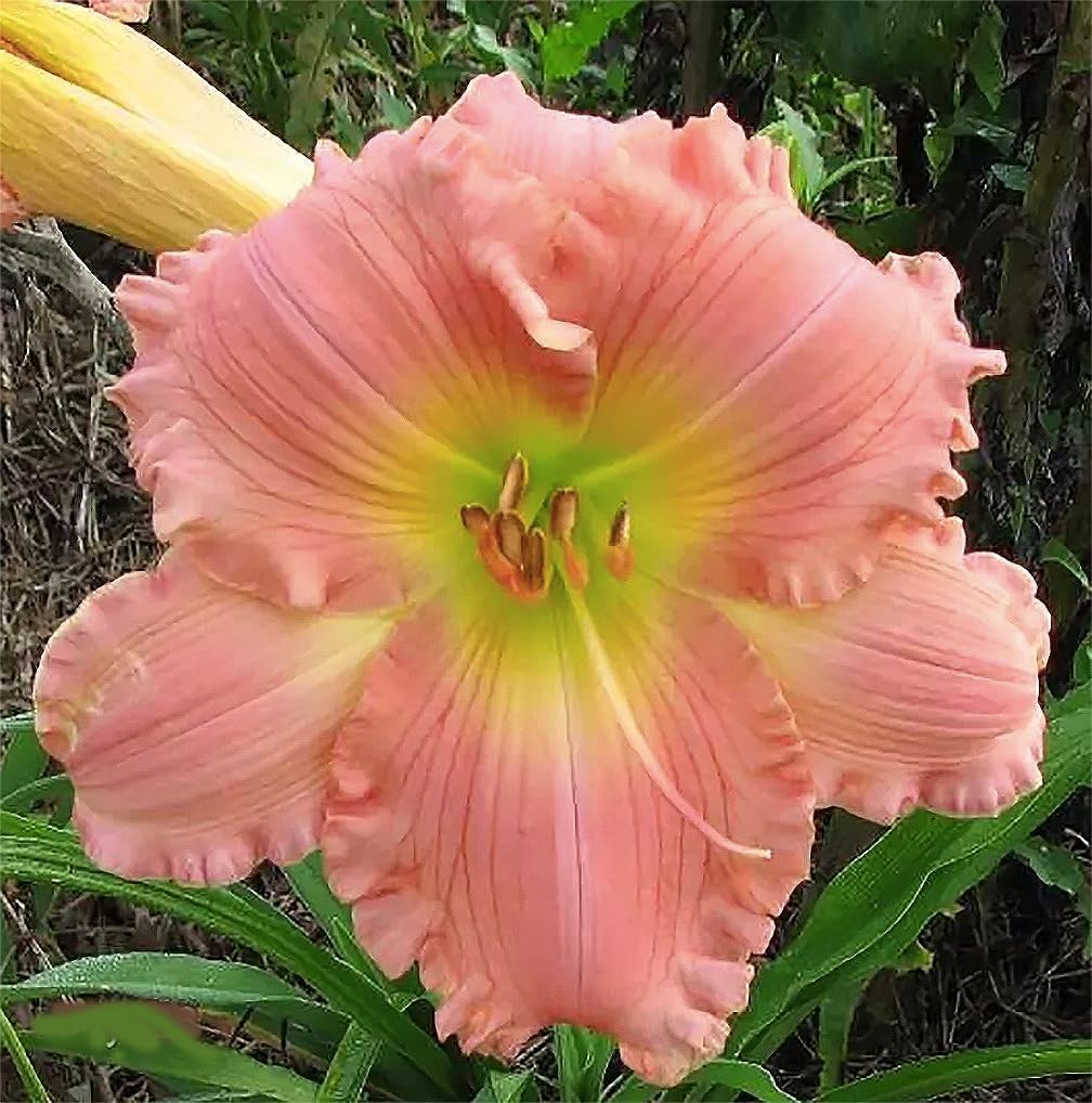 Pink Daylily - Bare Root Plant, Hardy Perennial for Zone 4, Delicate Pink Blooms, Low Maintenance, Ideal for Full Sun or Partial Shade, Perfect for Garden Borders & Landscapes