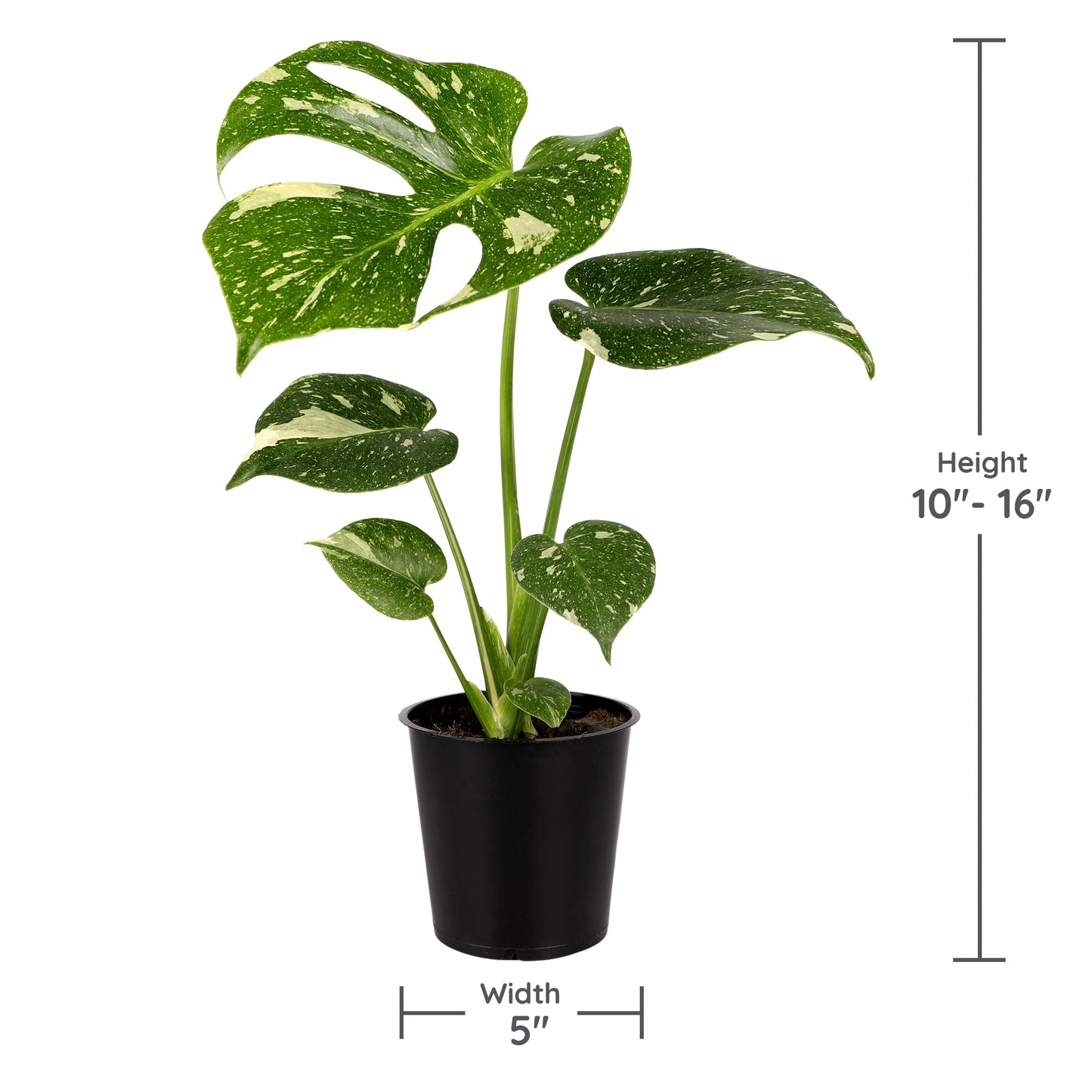 Green Circle Growers 6P Assorted Foliage, Grower Pots, Live Plants