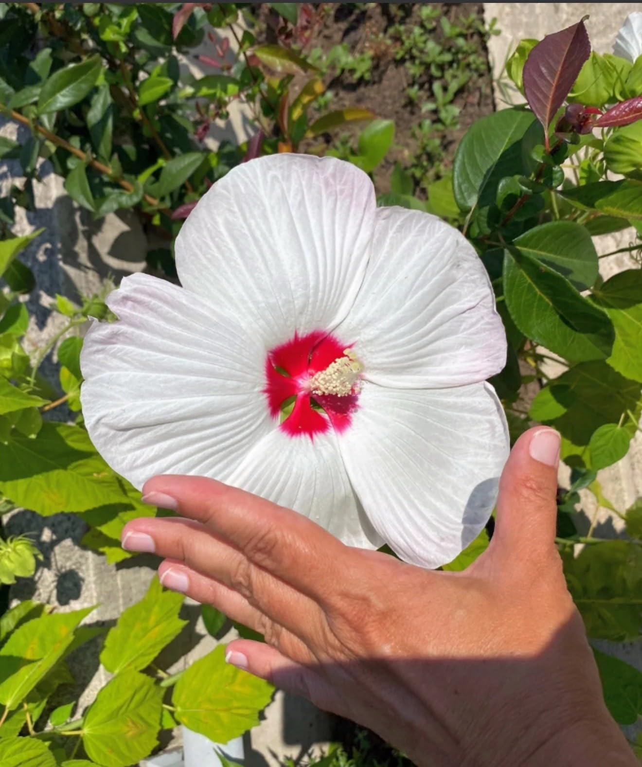 Live Plant - Luna White Hibiscus moscheutos-Small Rooted Starter Plant-Huge 8-10” Blooms
