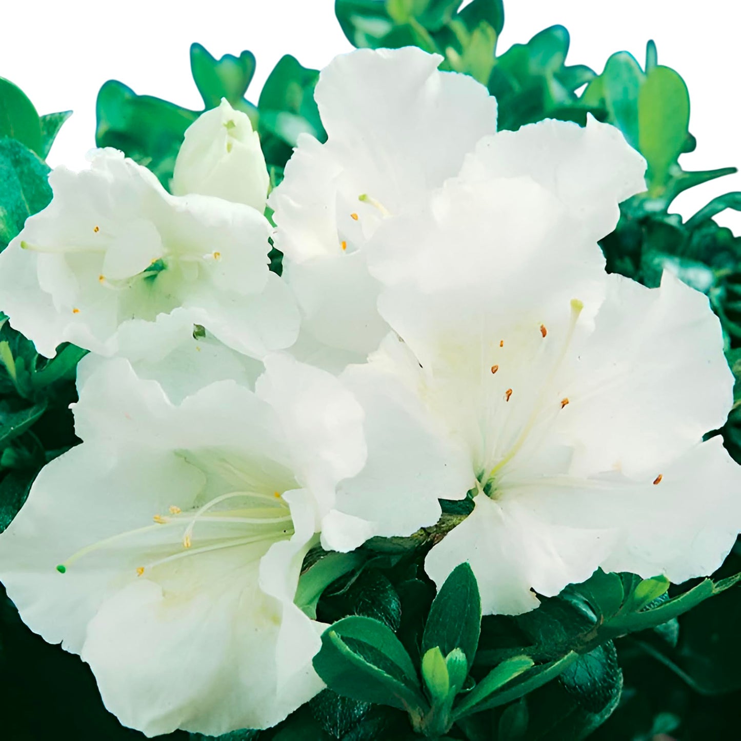 Gumpo White Miniature Dwarf Azalea – Compact Evergreen Shrub with Pure White Blooms | Low-Growing Azalea for Borders, Containers & Rock Gardens (1 Gallon/Potted/Single Plant)