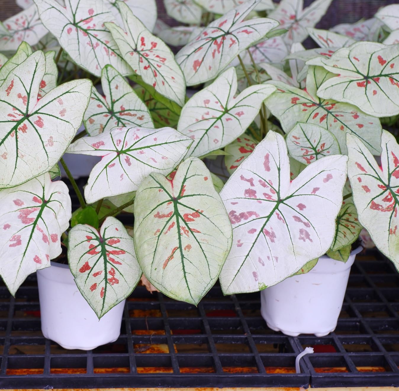 6 Cranberry Dreams Caladium Bulbs for Planting - Perennial Hosta, Elephant Ears, Fancy (6 Bulbs) - Tropical Plants with Stunning Color