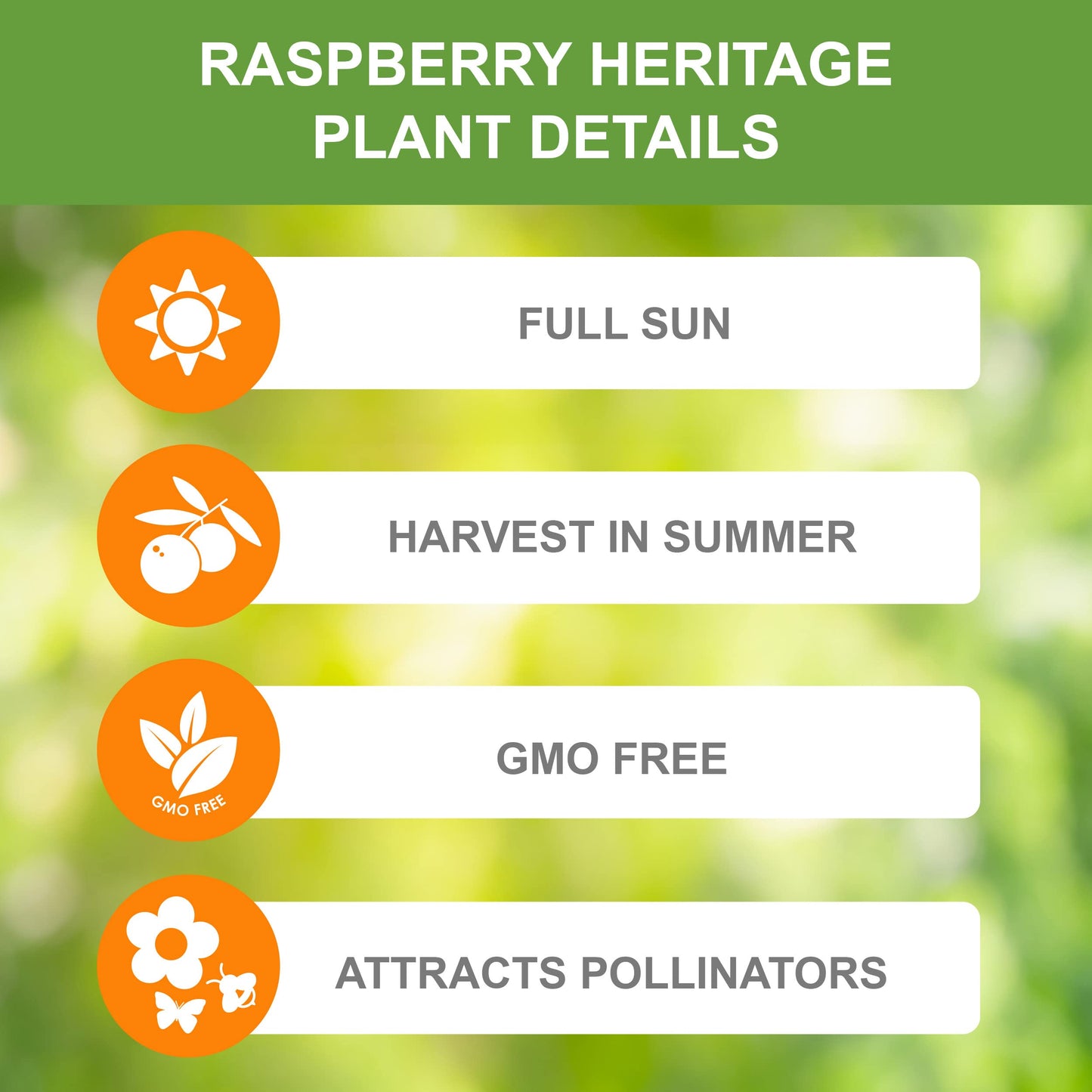 Garden State Bulb Heritage Raspberry Bare Root for Planting, Non-GMO, Spring (Bag of 2)