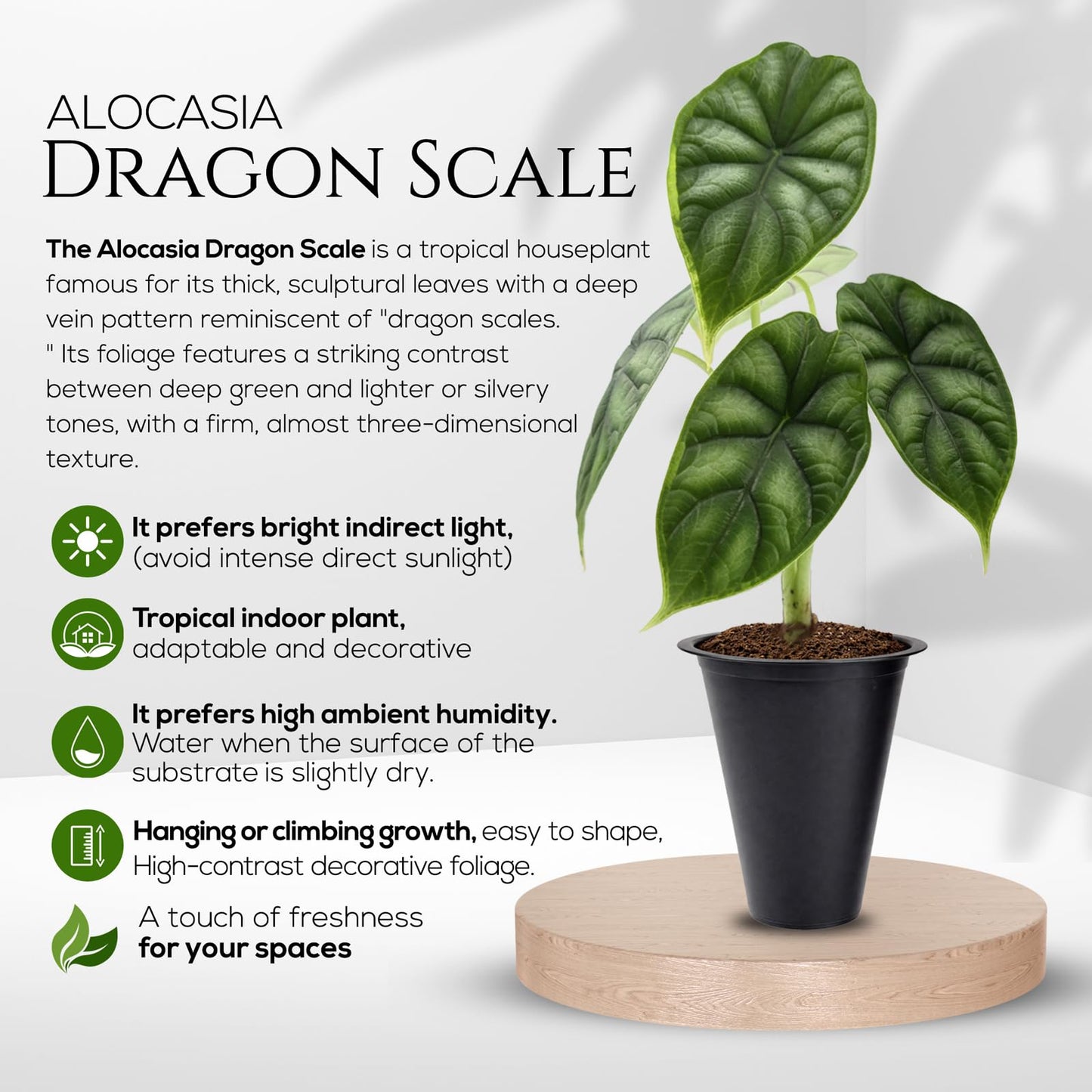 Alocasia Plant Collection (4 Pack) -Cuprea, Mickey Mouse, Silver Dragon, Dragon Scale- Rare Indoor Houseplants, Exotic Elephant Ear Plants Live, Live Starter Plants.