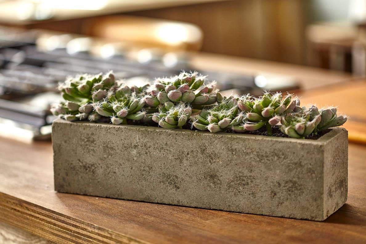 Nearly Natural Succulent Garden with Textured Concrete Planter