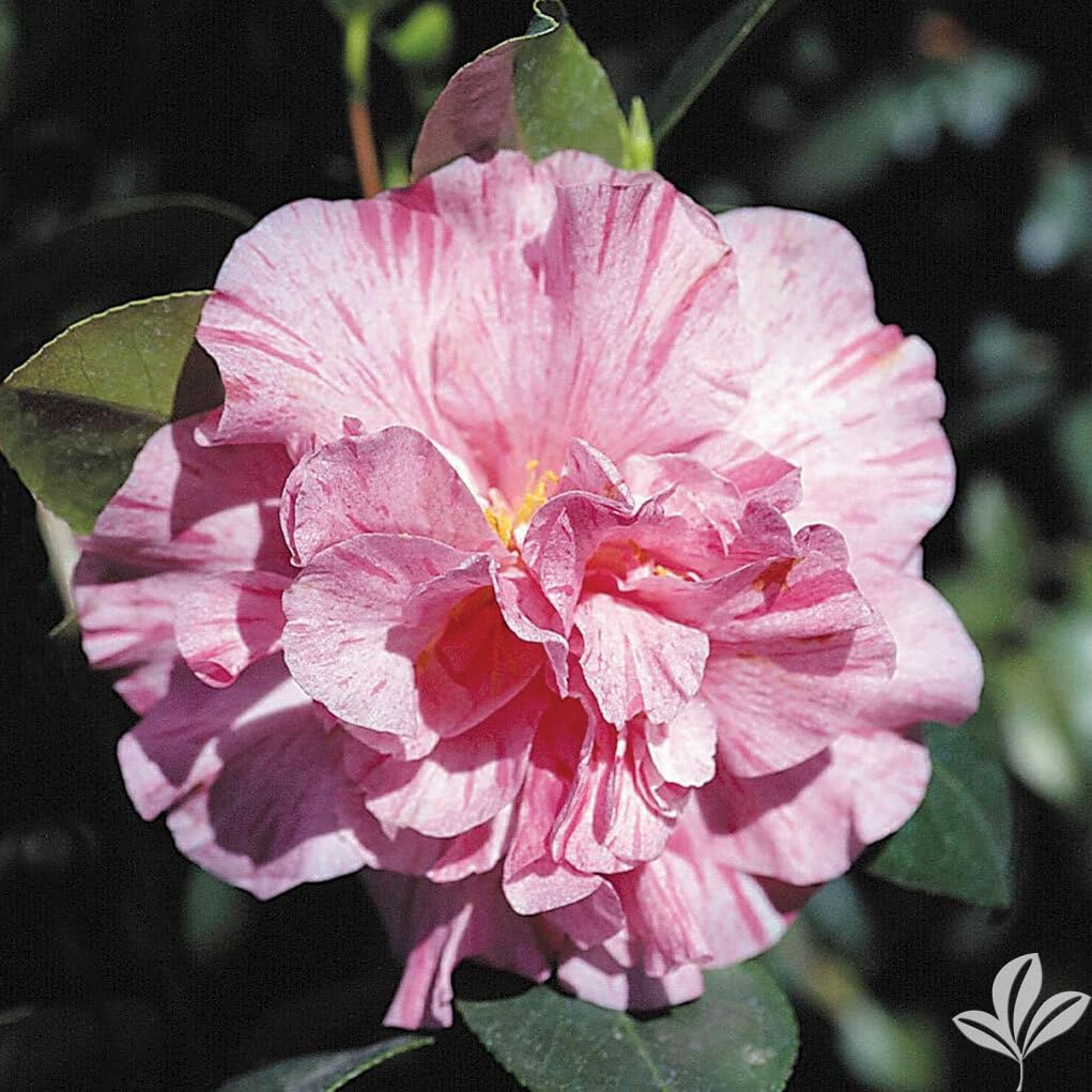 Live Plant - Kick Off Bicolor Bloom Camellia Japonica-Live Starter Plant