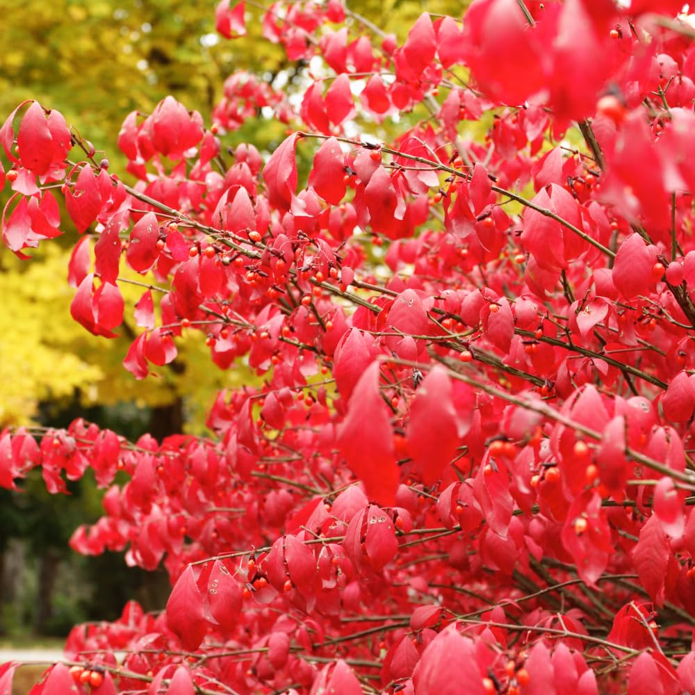 Dwarf Burning Bush Plant in 4" Pot, Hardy Shrub Euonymus Alatus, Well Rooted, Easy Care Deciduous Hedge, Ideal for Outdoor Garden, Borders & Pathways