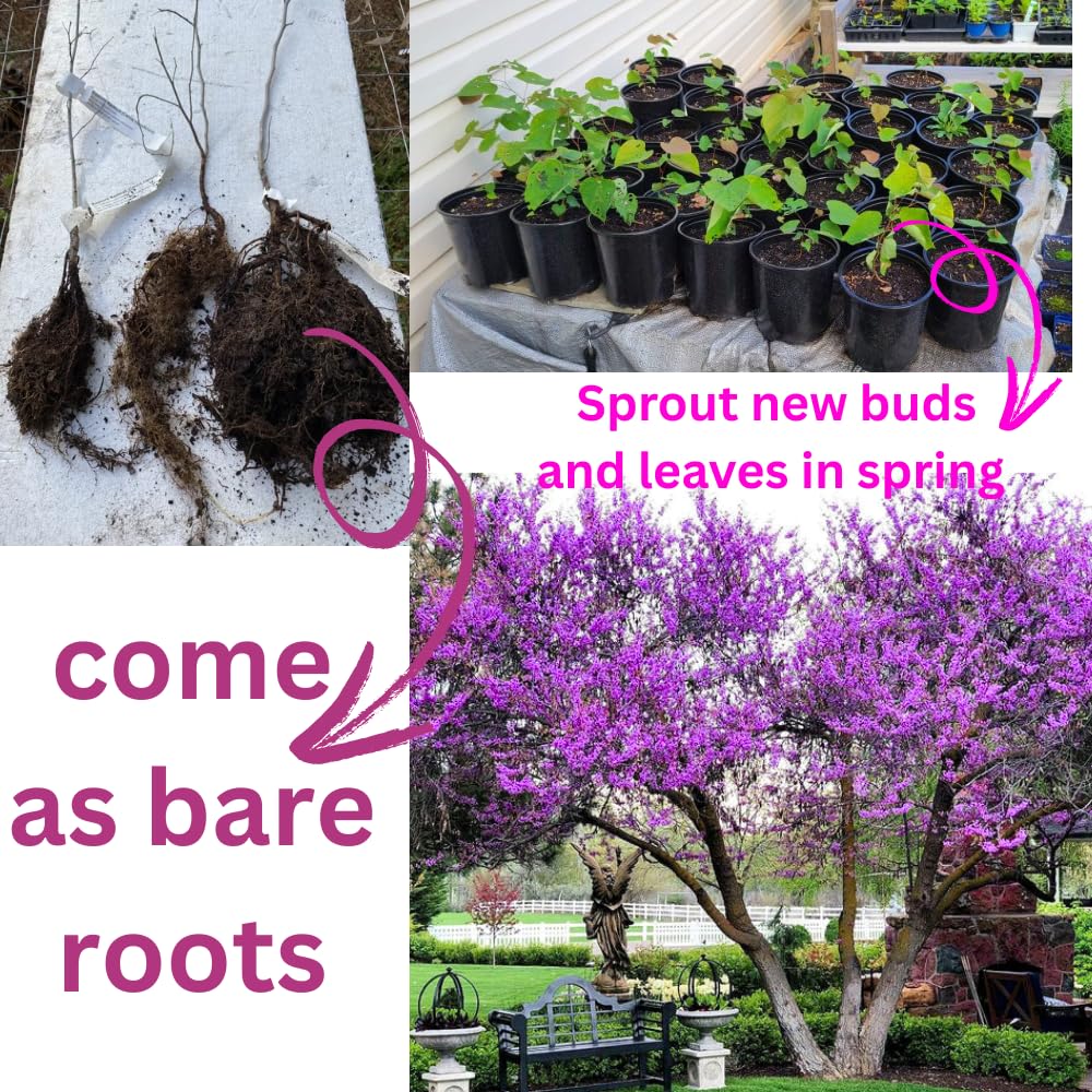 02 Eastern Red Bud Trees Live Plants, 6-12" in Tall for Spring Planting, Redbud Tree Live Zones 5-9