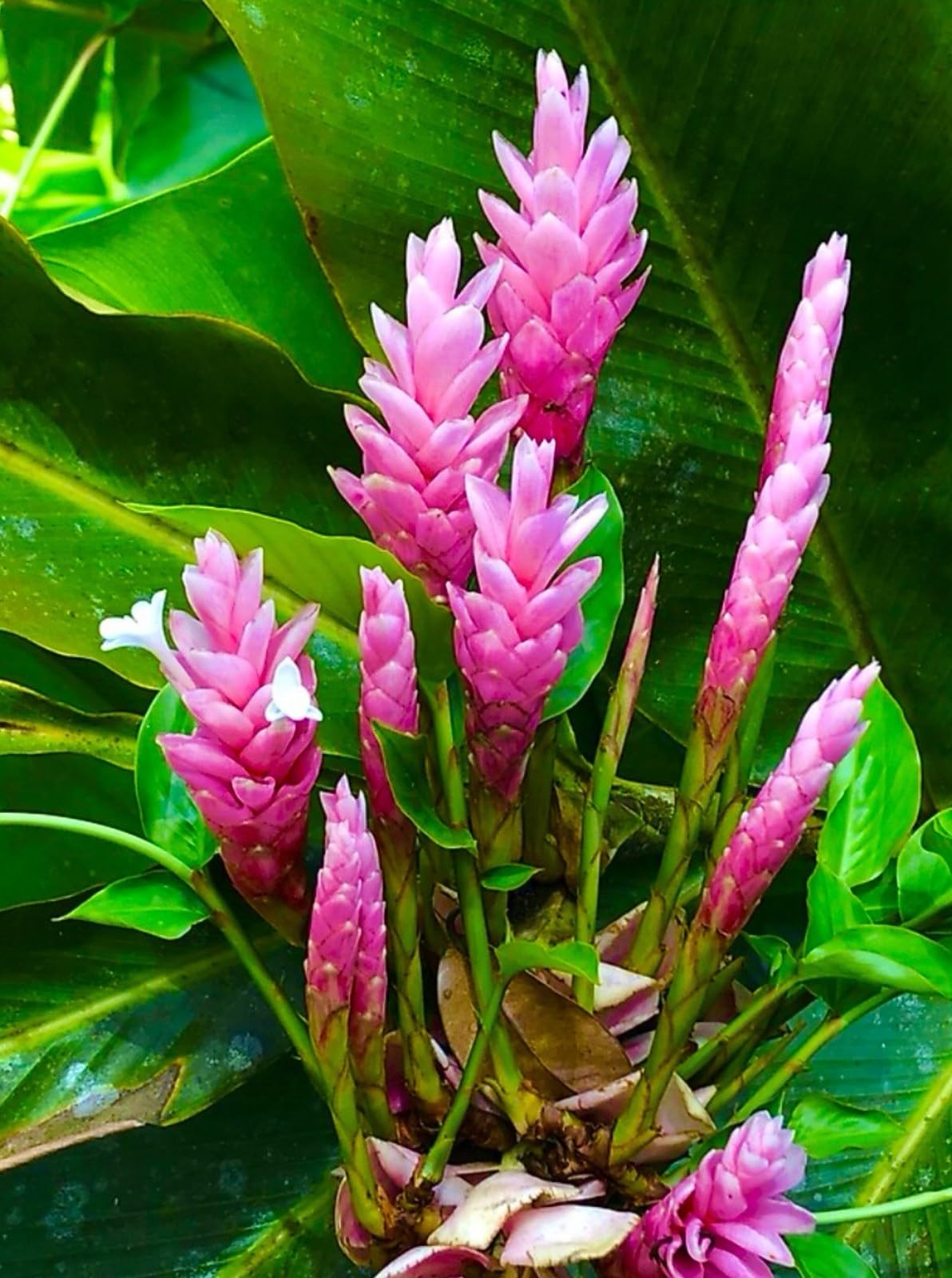 Live Plant - Hawaiian Hot Pink Ginger-Alpinia Purpurata- Small Rooted Starter Plant