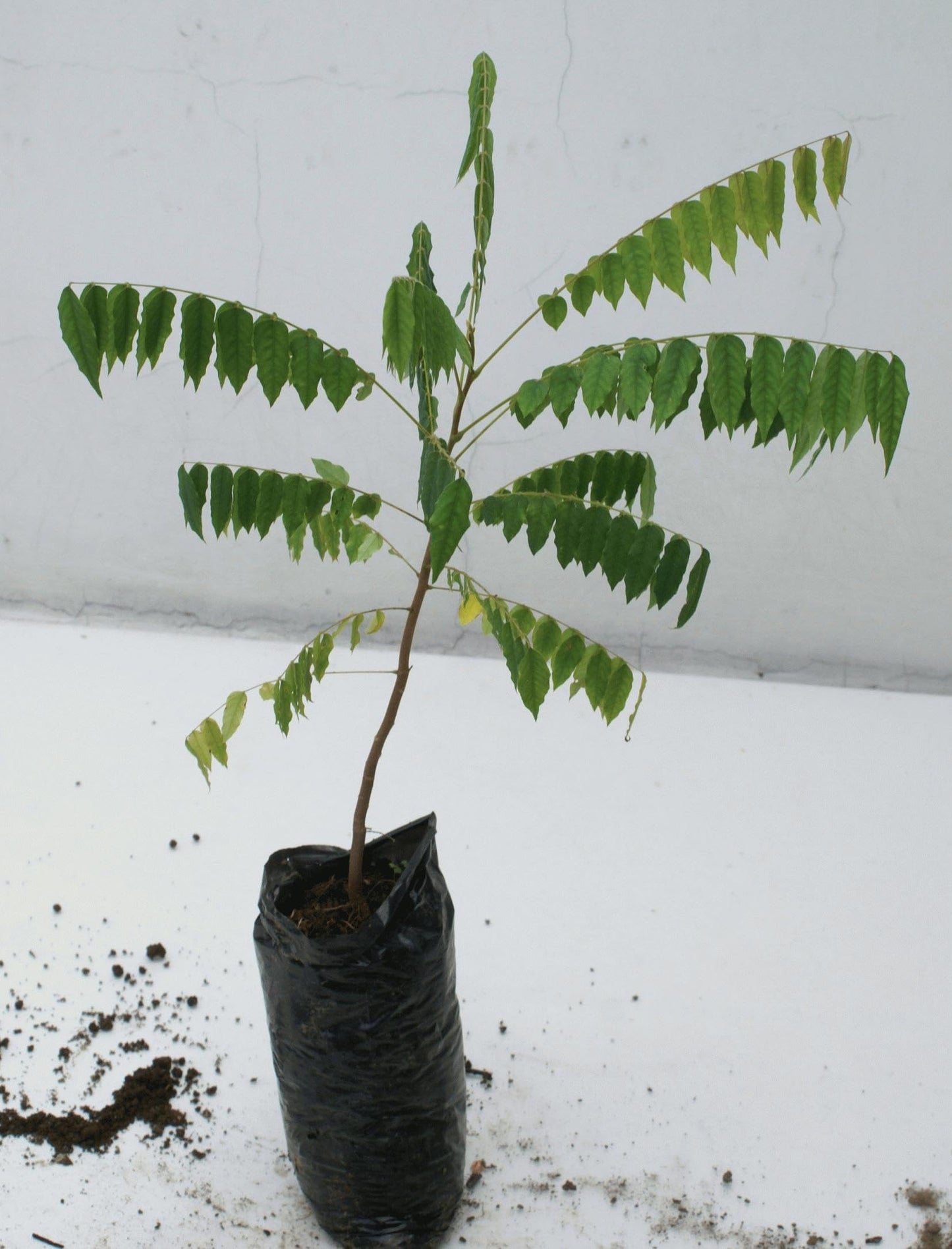 Averrhoa Bilimbi (Cucumber Tree) Bilimbi Tropical Live Fruit Tree(10inch-1ft)