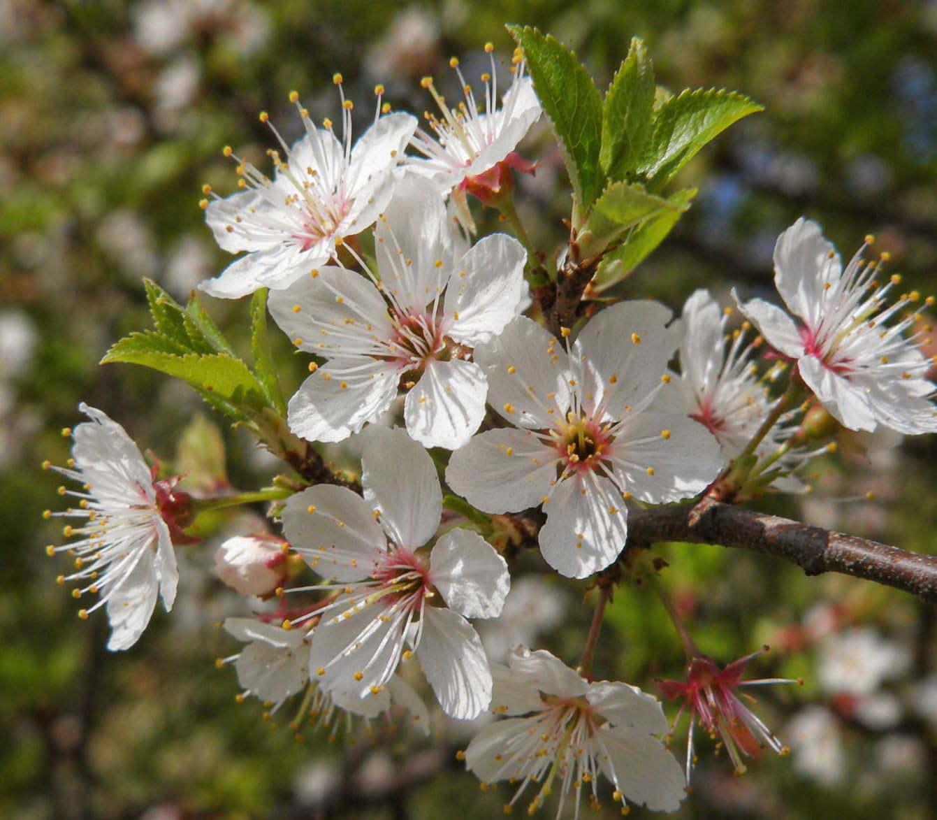 2 Chickasaw Plum Trees/Shrubs - 24-36" Tall Live Plants - Native Fruit Bushes - Prunus angustifolia - (2 Pack)