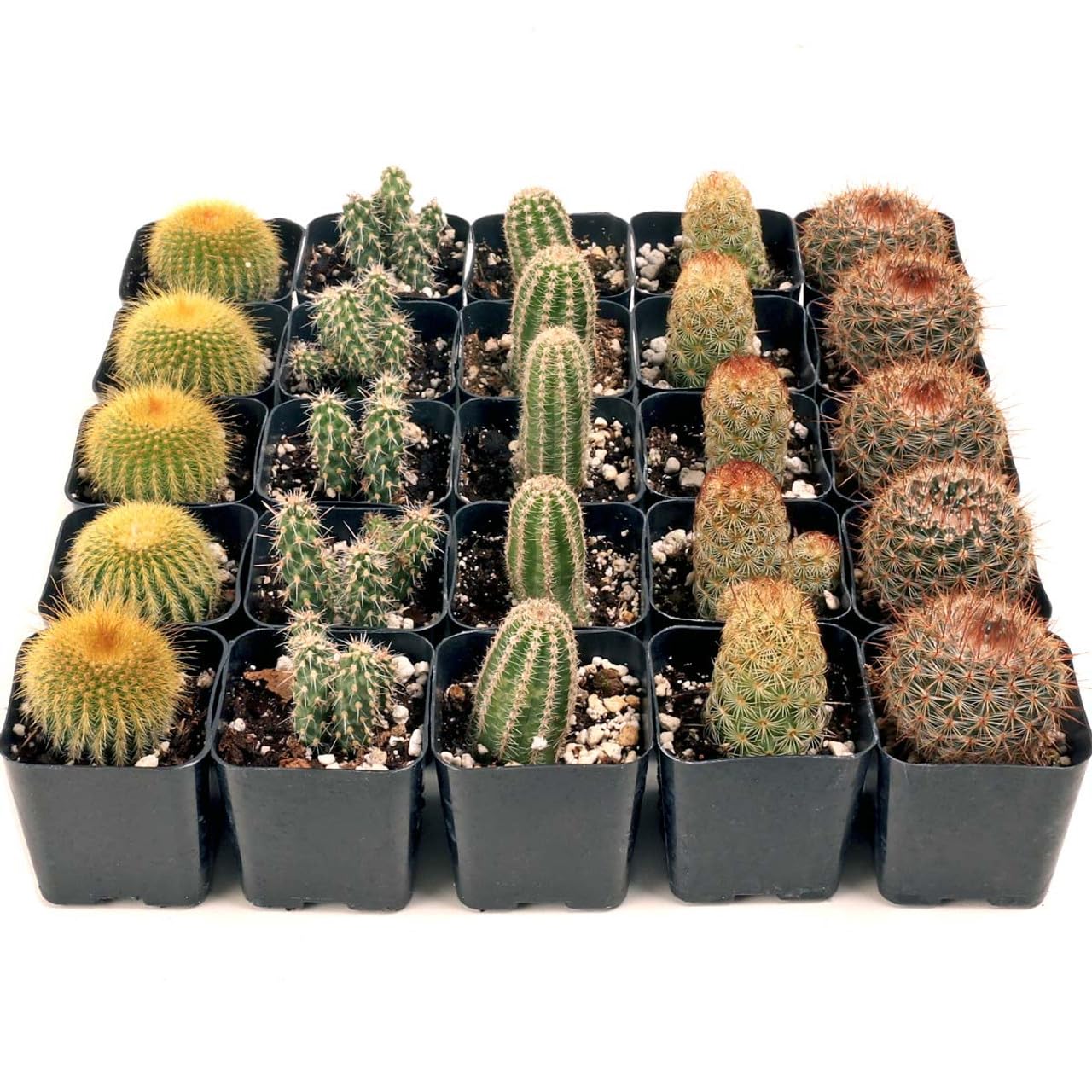 Mountain Crest Gardens Cactus Bulk Pack - 25 Live Plants, 5 of Each Variety, Rooted in 2 Inch Pots - Real Cacti for DIY Arrangements, Displays & Desert-Themed Décor
