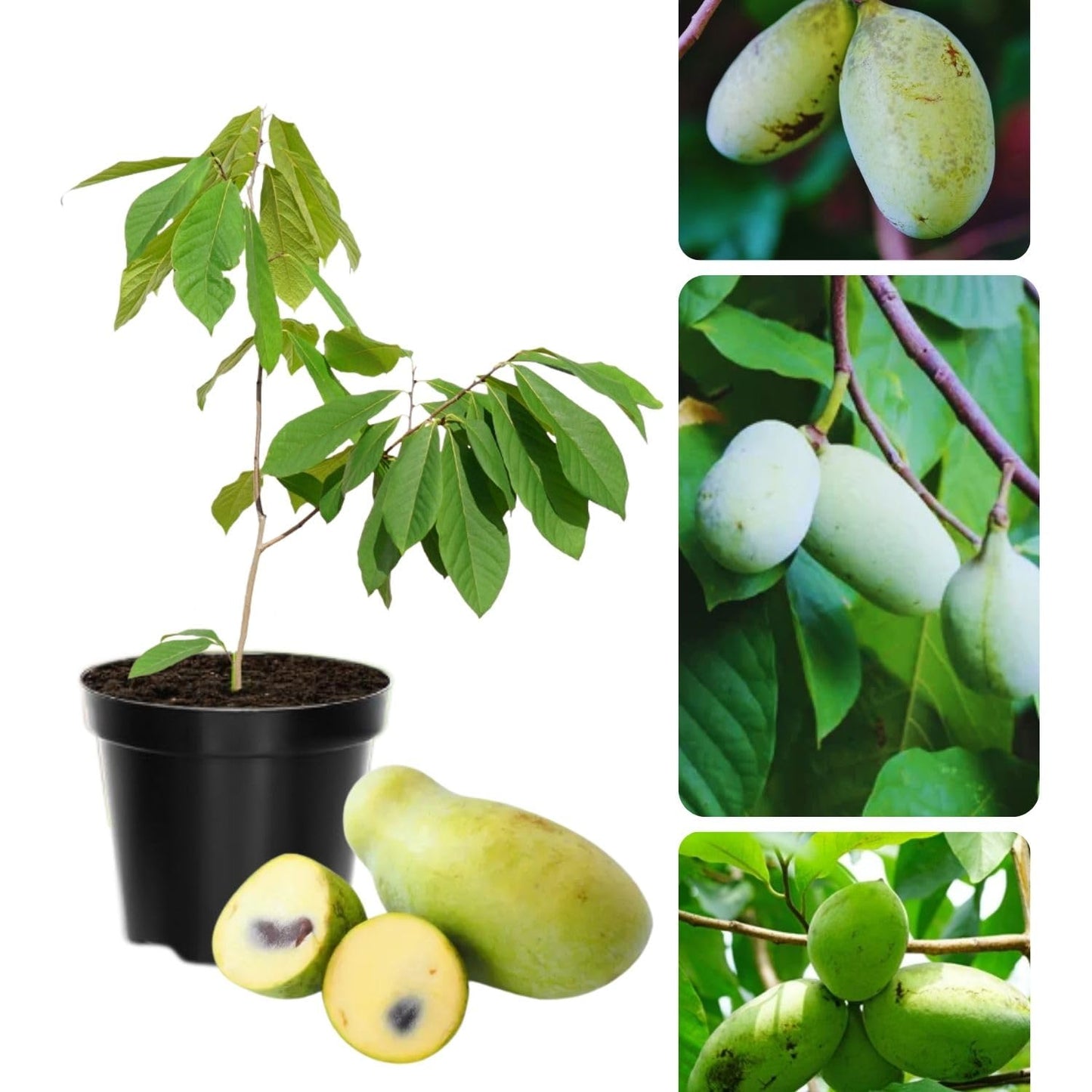 Pawpaw Tree Live Plant, Hardy Paw Paw Plant, Quart Pot, Fruit Tree