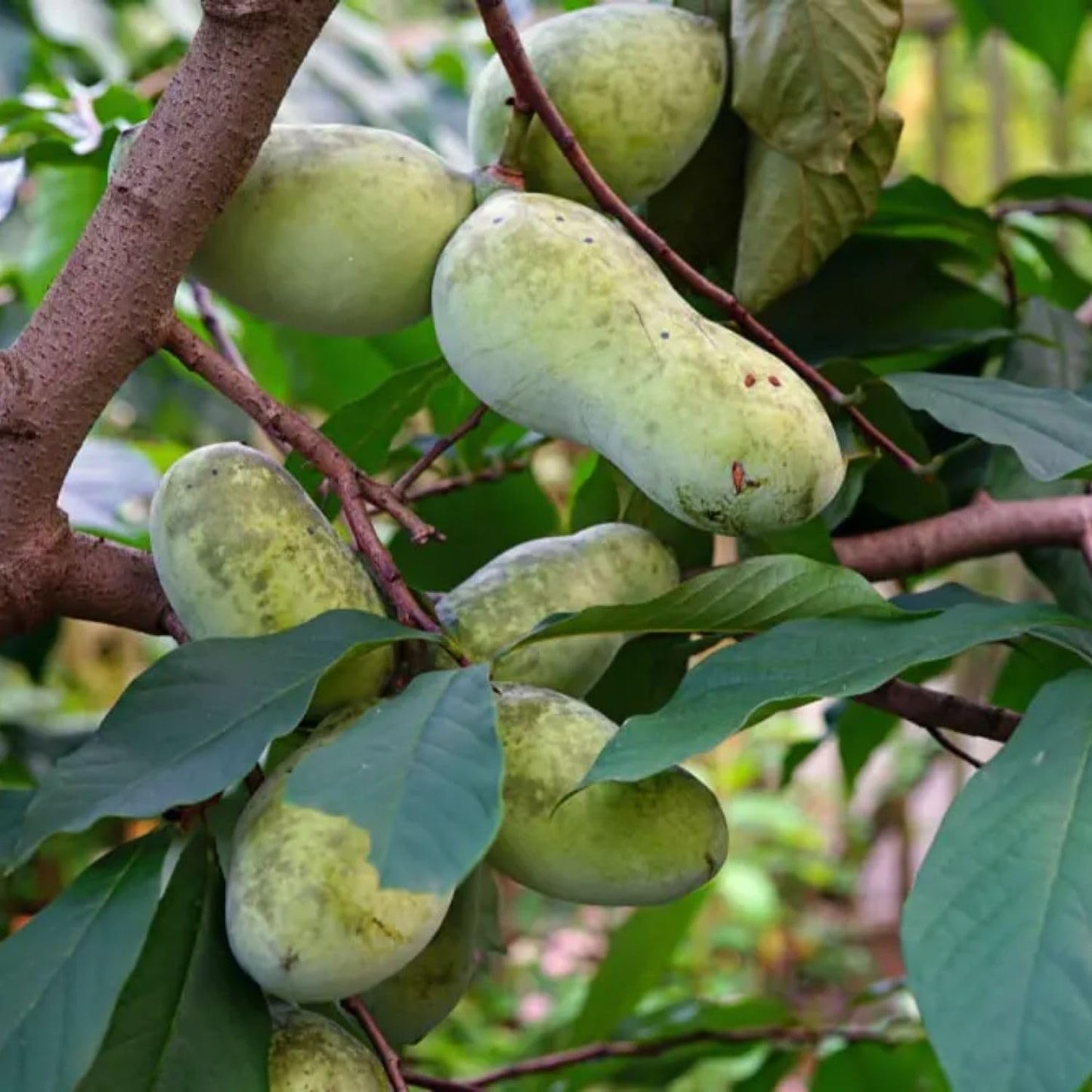 Pawpaw Tree Live Plant, Hardy Paw Paw Plant, 1 Feet Tall, Paw Paw Live Plant, 1 Year Old, Tropical Shrub Tree
