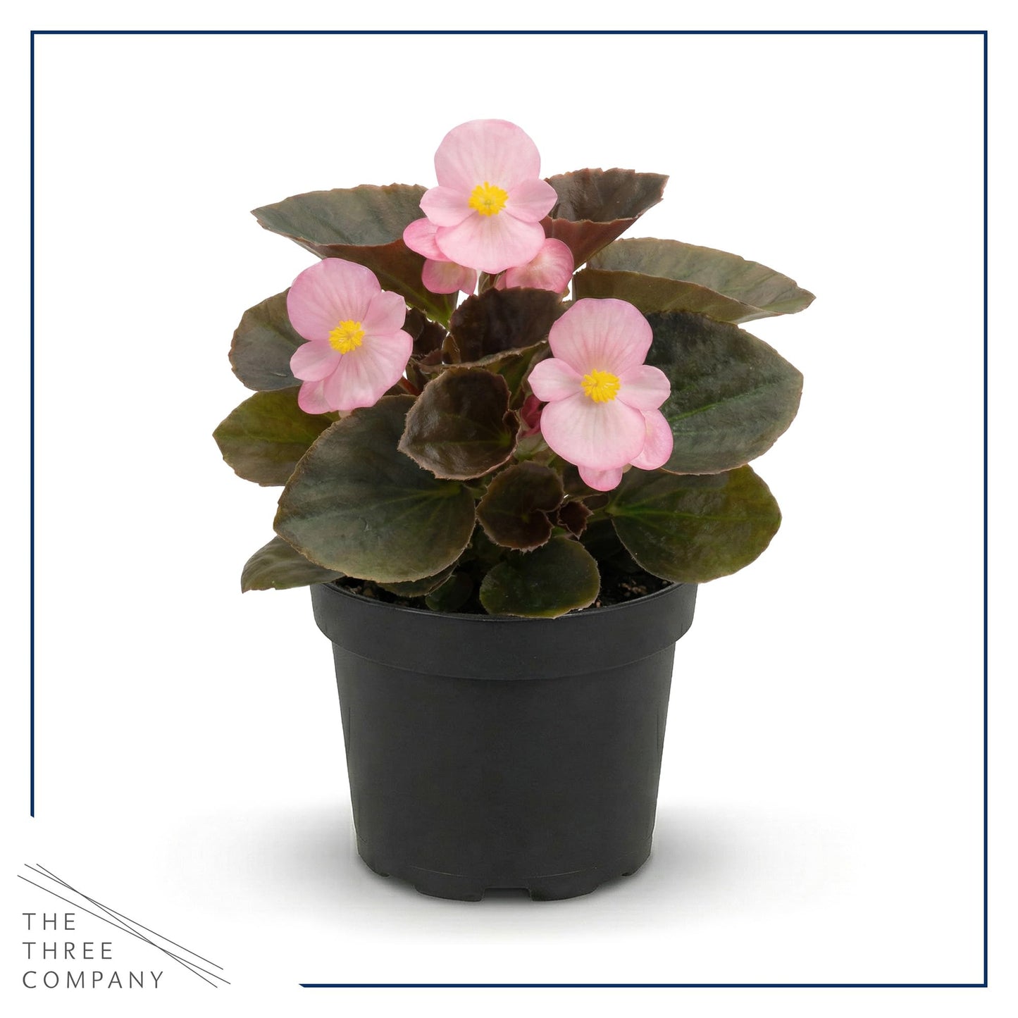 Live Begonia - Dark Leaf Assorted (4 Per Pack), Beautiful Shade Annual, Ships 8" Tall by 4" Wide in 1 Pt Pot