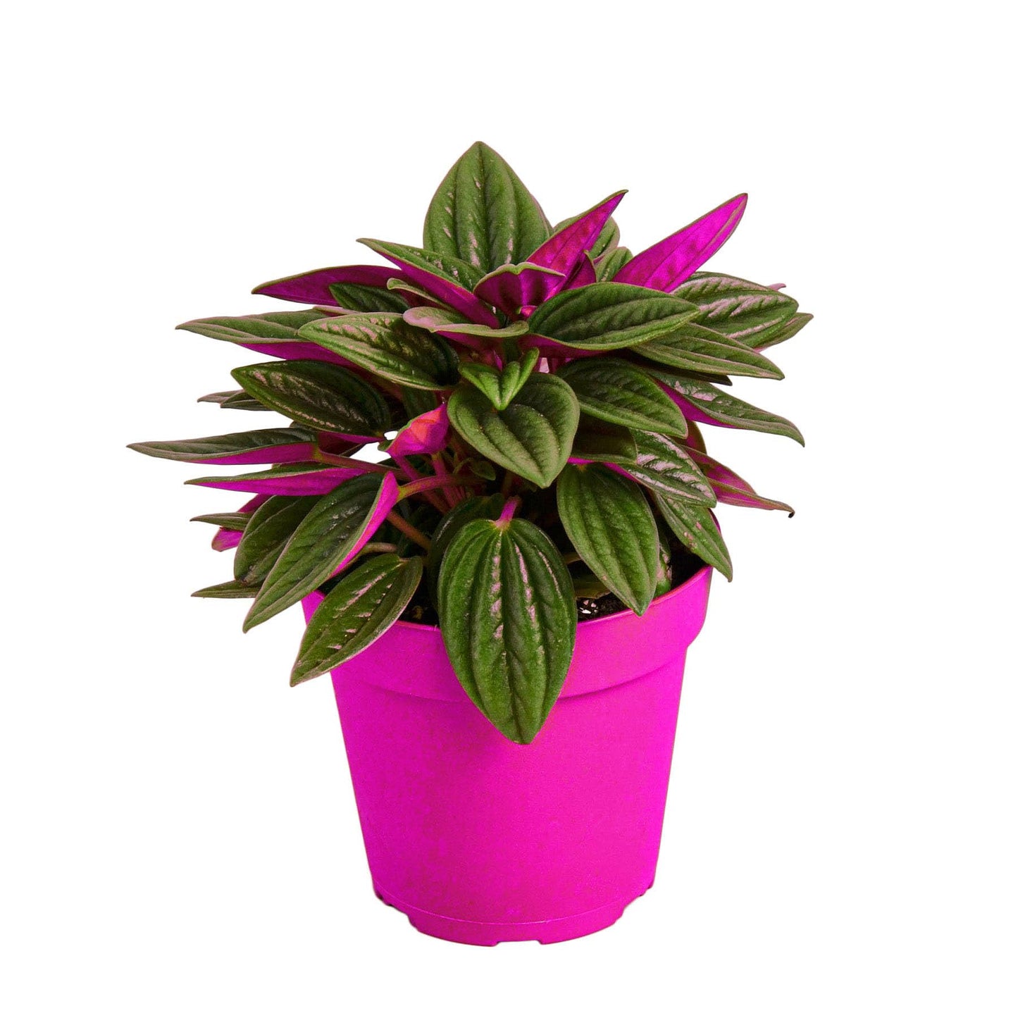 Peperomia Rosso in 4in Pot - Live Plants Tropical Houseplants | Variegated | USA Growers | The Snobby Leaf