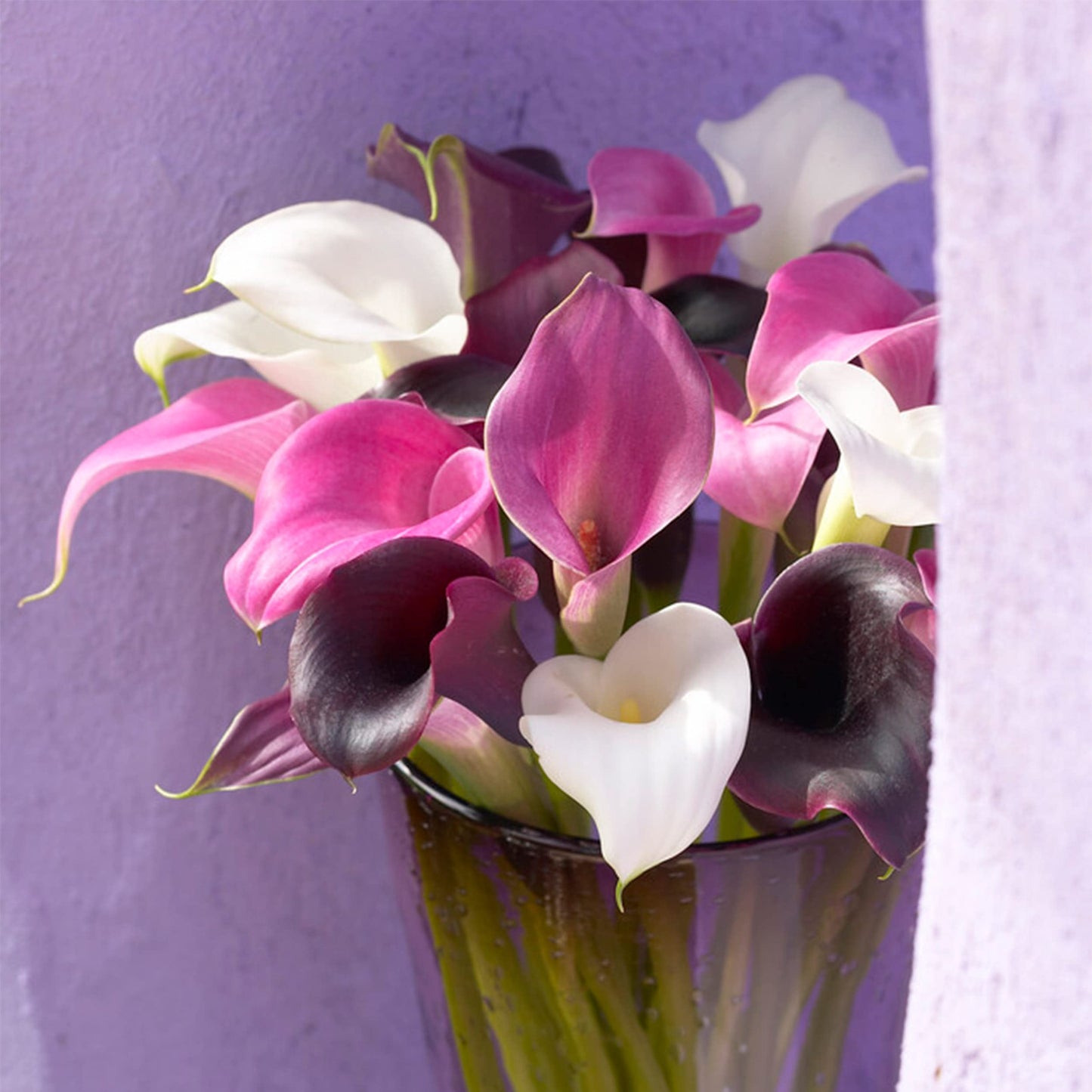 Garden State Bulb Purple Rain Multi-Color Mixed Calla Lily Flower Bulbs, 14/+cm, Spring Planting (Bag of 10)