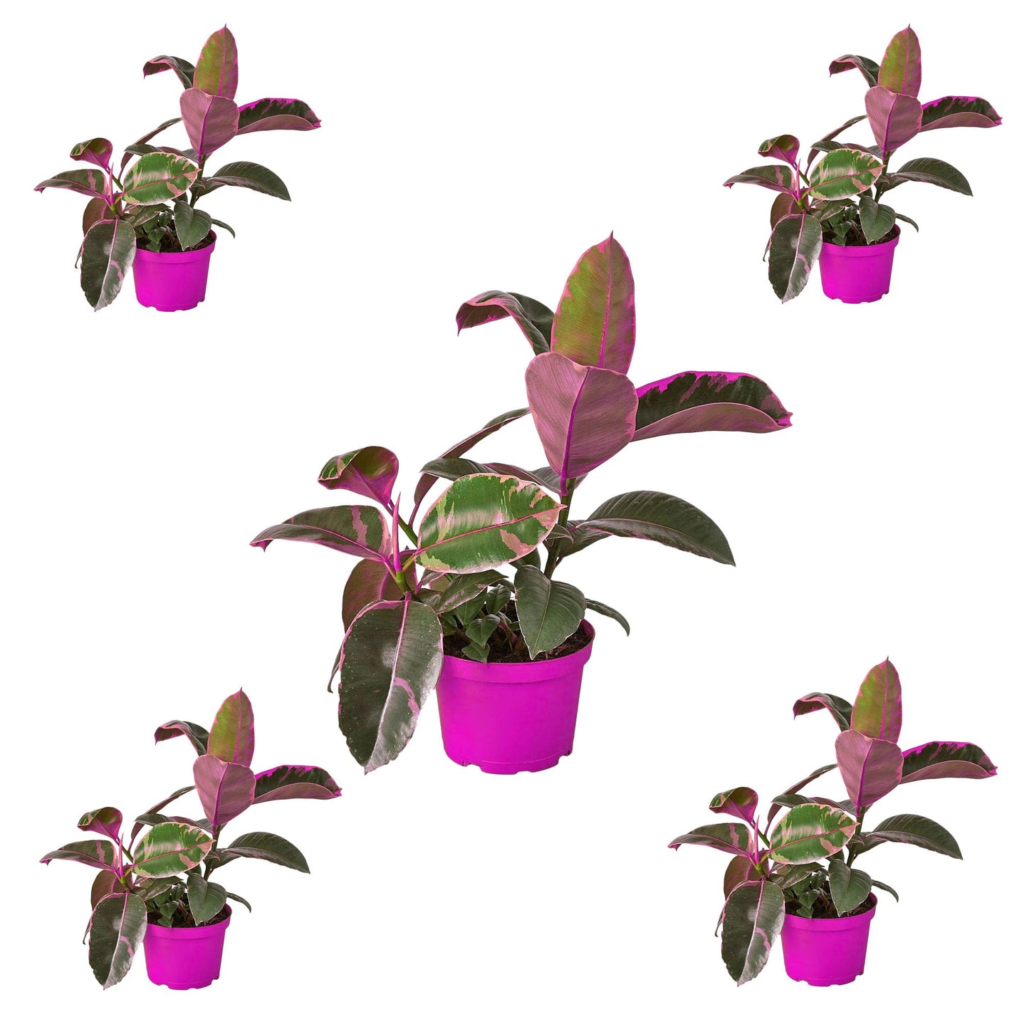 5 Pack Ficus Elastica 'Ruby Pink' in 6in Pot - Live Plants Tropical Houseplants | Variegated | USA Growers | The Snobby Leaf