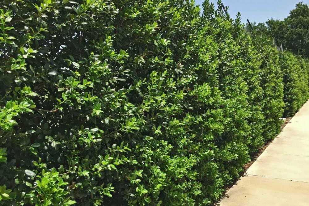 Live Plant - 3 Nellie R Stevens Holly Hedges/Shrubs/Trees - 8-12" Tall Live Plants, 2.5" Pots