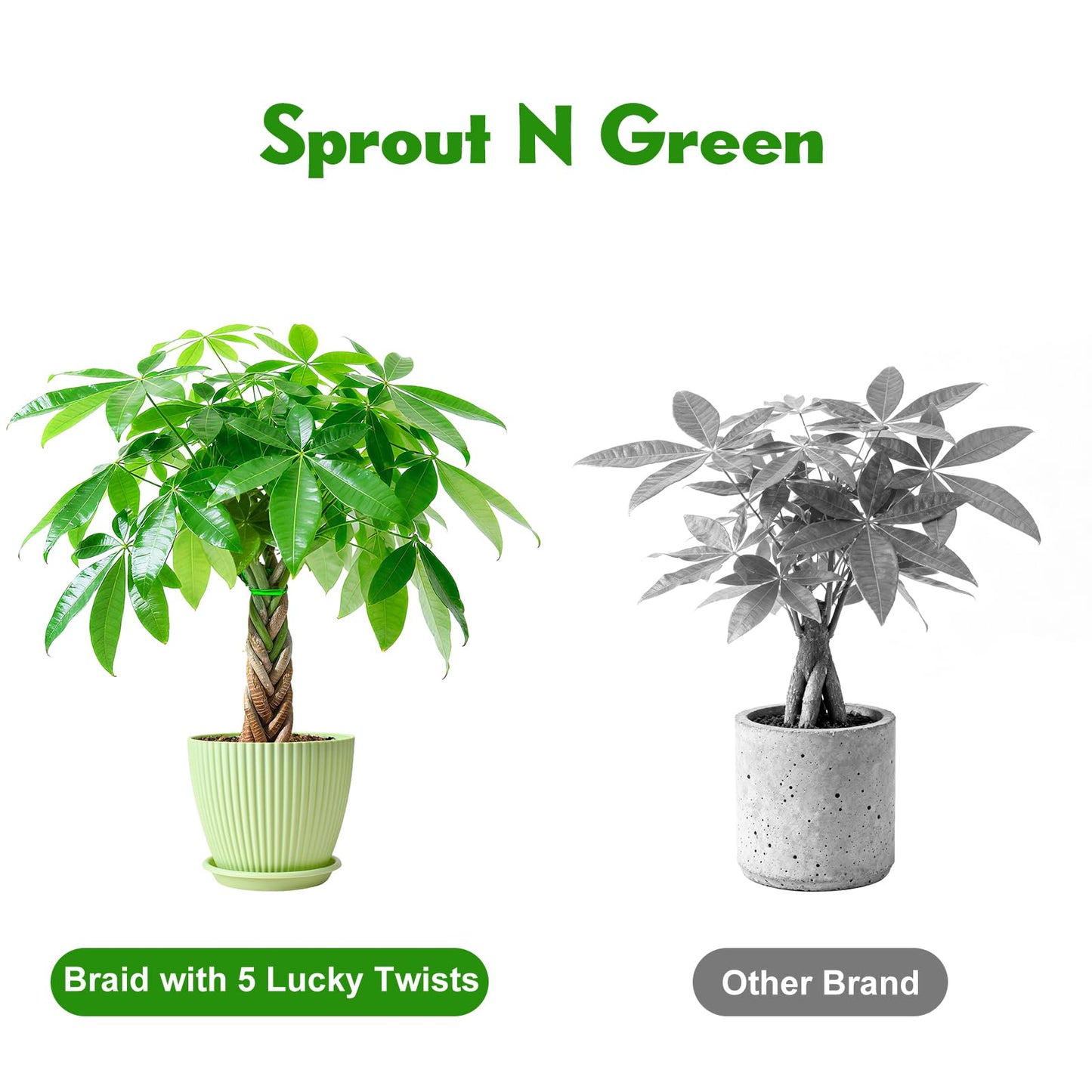 Sprout N Green Small Money Tree with 5 Lucky Braid, Live Plant with Green Stripe Pot, Decoration for Indoor Home Office Tabletop Windowsill Side Table, Gift for Housewarming Mother's Day, 8-10" Tall