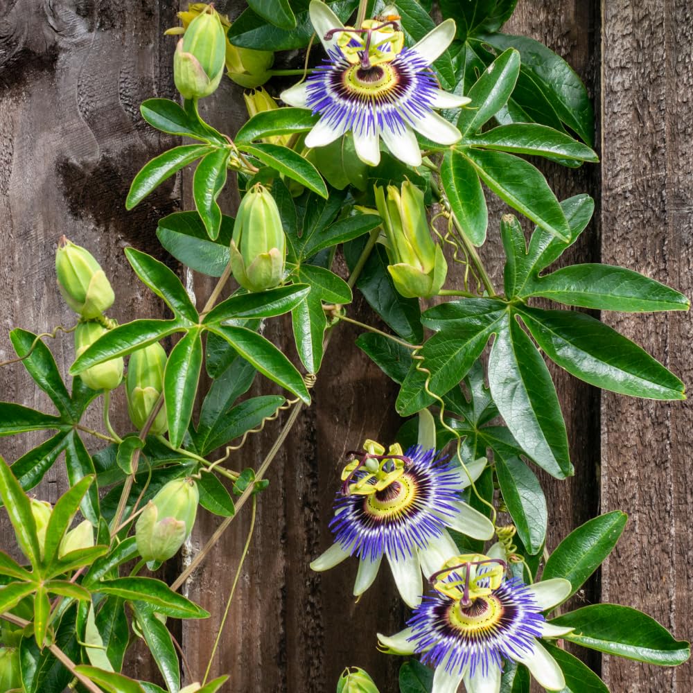 Blue Passion Flower Plant - Blue Passion Flower Vine Live Plant - Size 5 to 7 Inch Tall, Passiflora Flowers Starter Plant, Without Pot