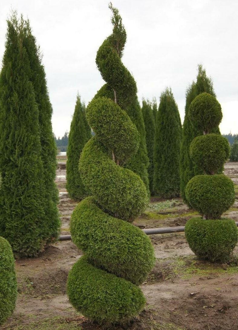Live Plant - Emerald Green Arborvitae Shrub/Tree - 6-12" Tall - 3" Pot - Thuja occidentalis