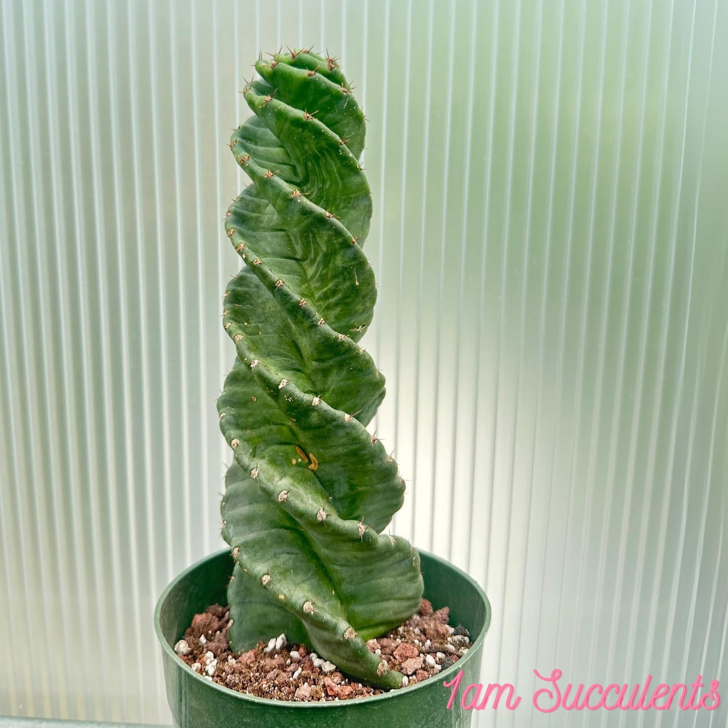Spiral Cactus - Cereus Validus Spiralis – 8-10 inches Height, Rare Cactus Plant, Live Twisting Succulent, Fast-Growing & Drought-Tolerant – Exotic Statement Plant for Home & Garden