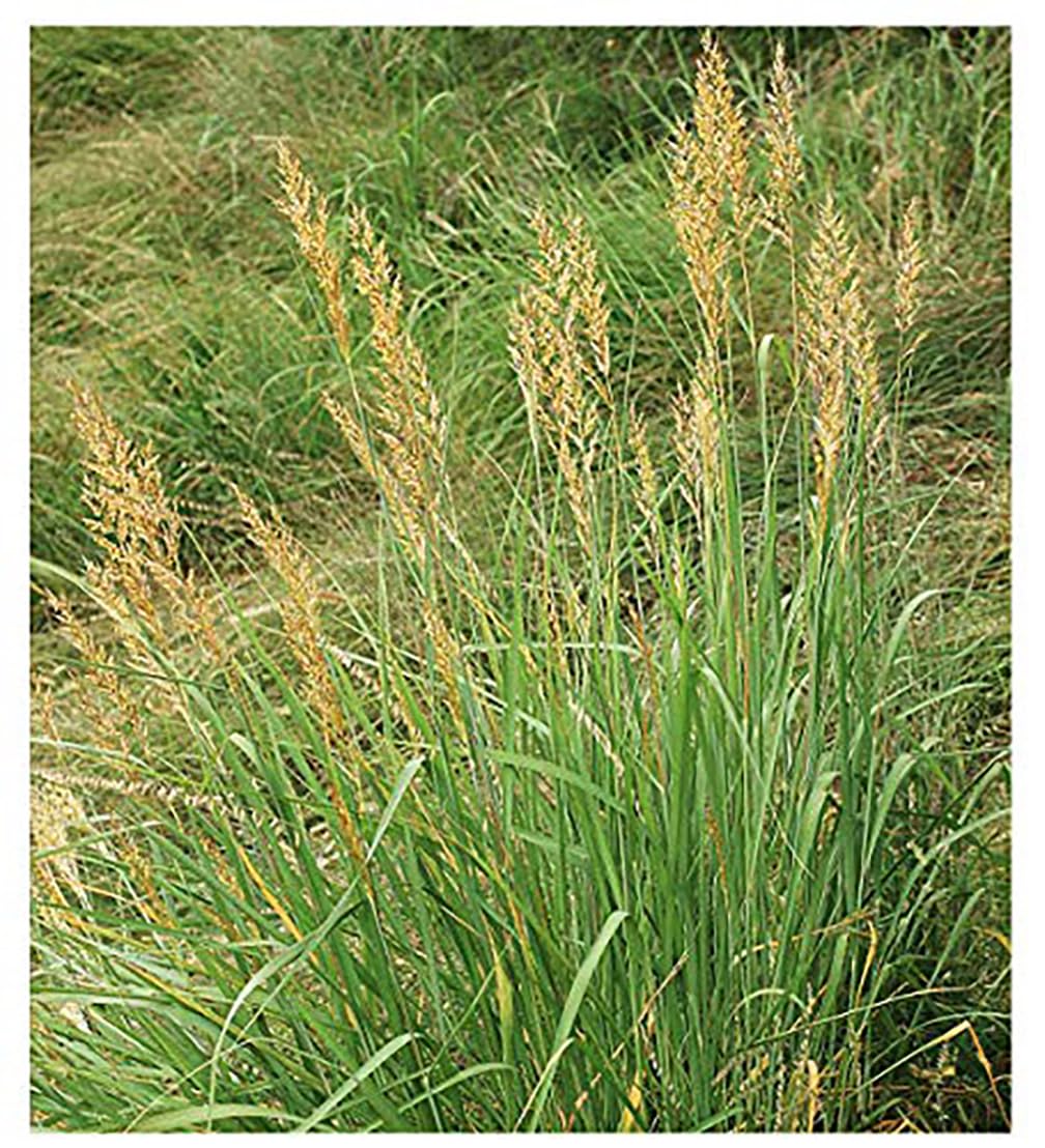 Indiangrass Seeds - Tall Grass Prairie Inhabitant - Can Reach 7 Feet in Height