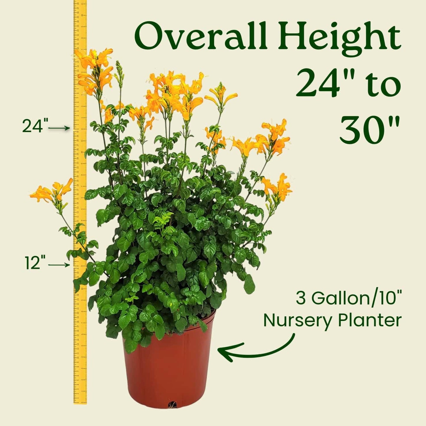 Cape Honeysuckle Bush - Orange - Overall Height 24" to 30" - Tropical Plants of Florida (Plant Only)