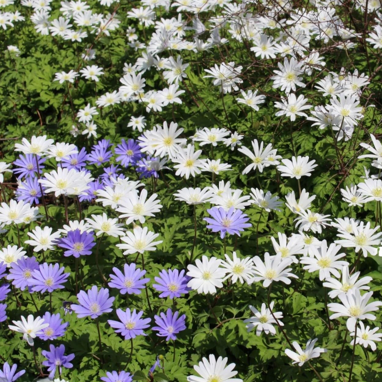 Premium Spring Flower Blub Collection100 Bulbs - Attracts Bees, Butterflies & Hummingbirds - Easy to Grow Perennials - 1000's Sold | Easy-Care | Perennials | Deer Resistant