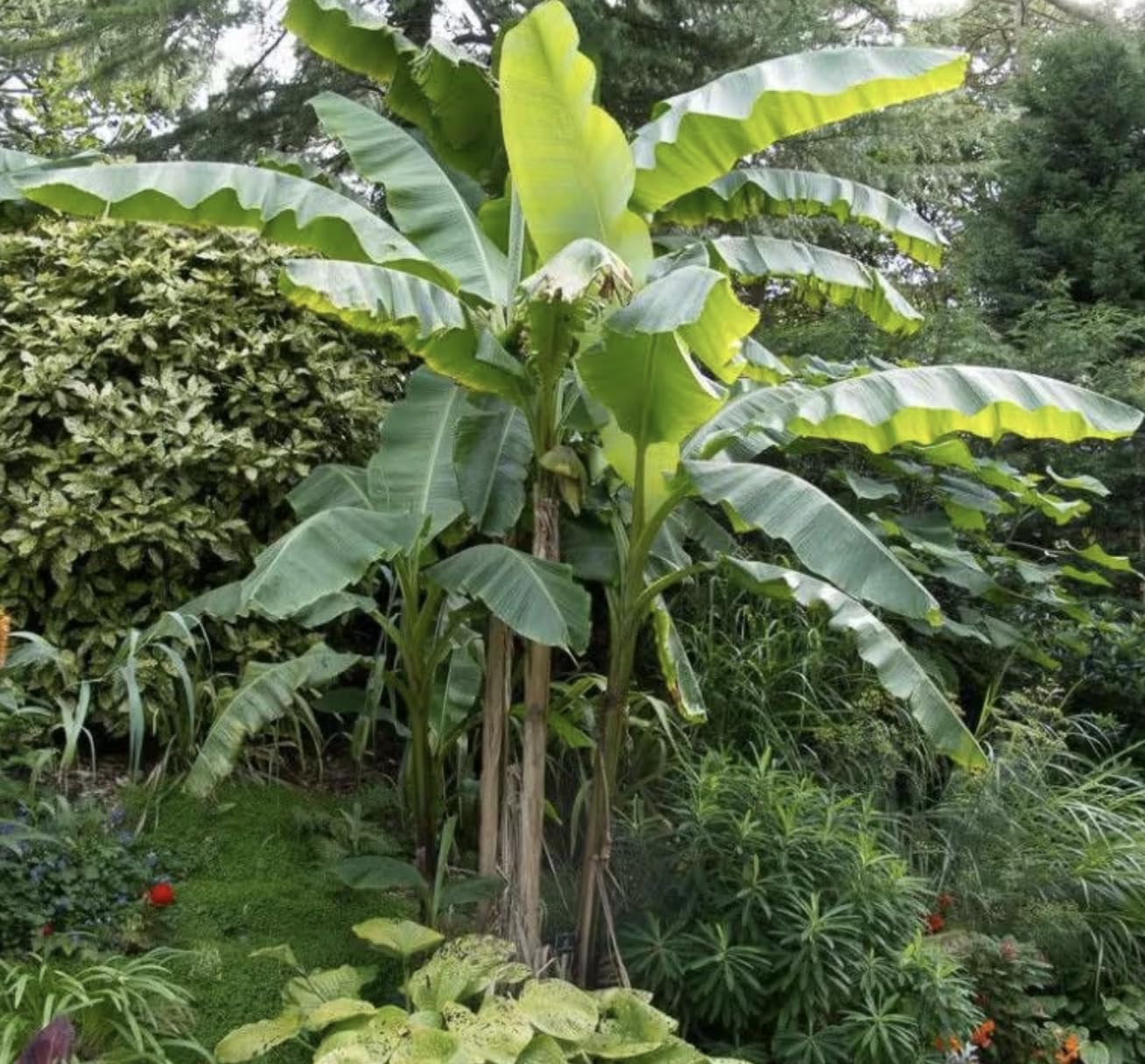 Musa Basjoo Banana Tree - 1 Ft. Tall Cold Hardy Banana Plant - Rapid Growth - Easy Care (4-6 Inches)