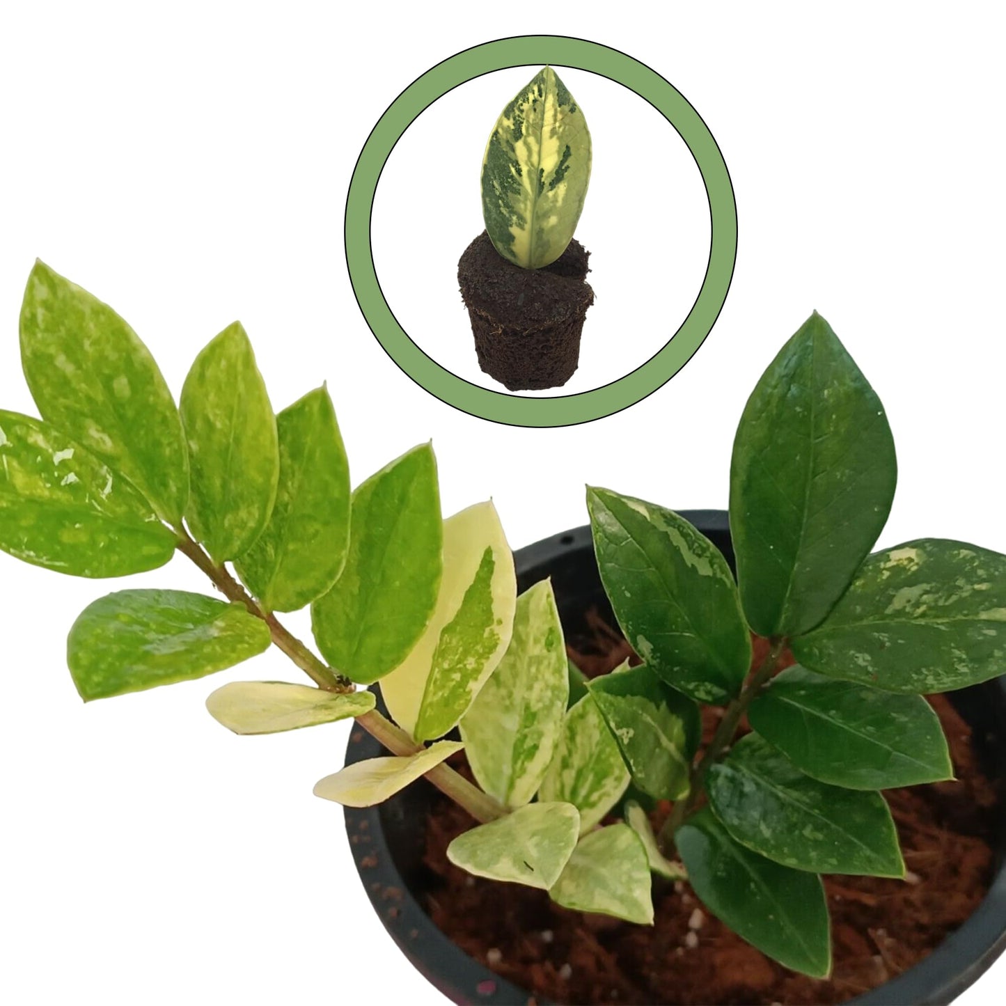 Variegated ZZ Starter Plant