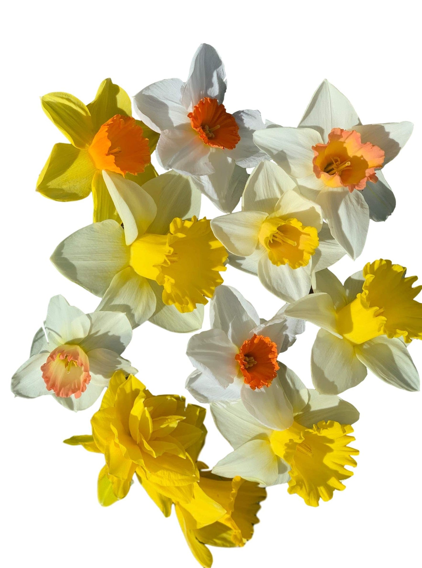 Large Cupped Daffodil Bulbs Sunshine Mix