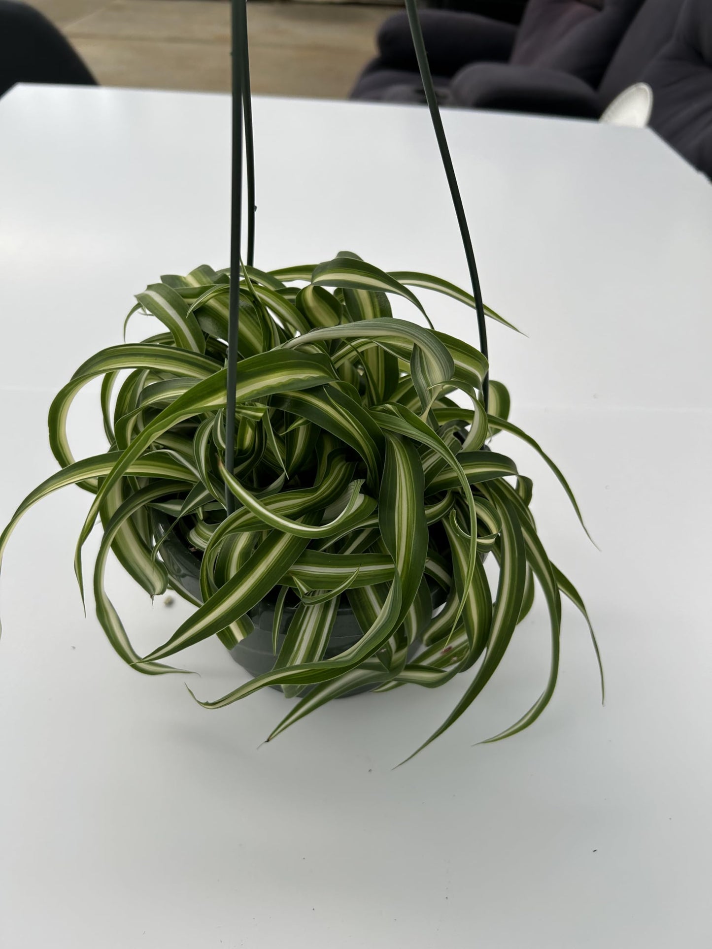 Bonnie Curly Spider Plant in Premium Hanging Basket ~ Perfect for Home and Office Decor