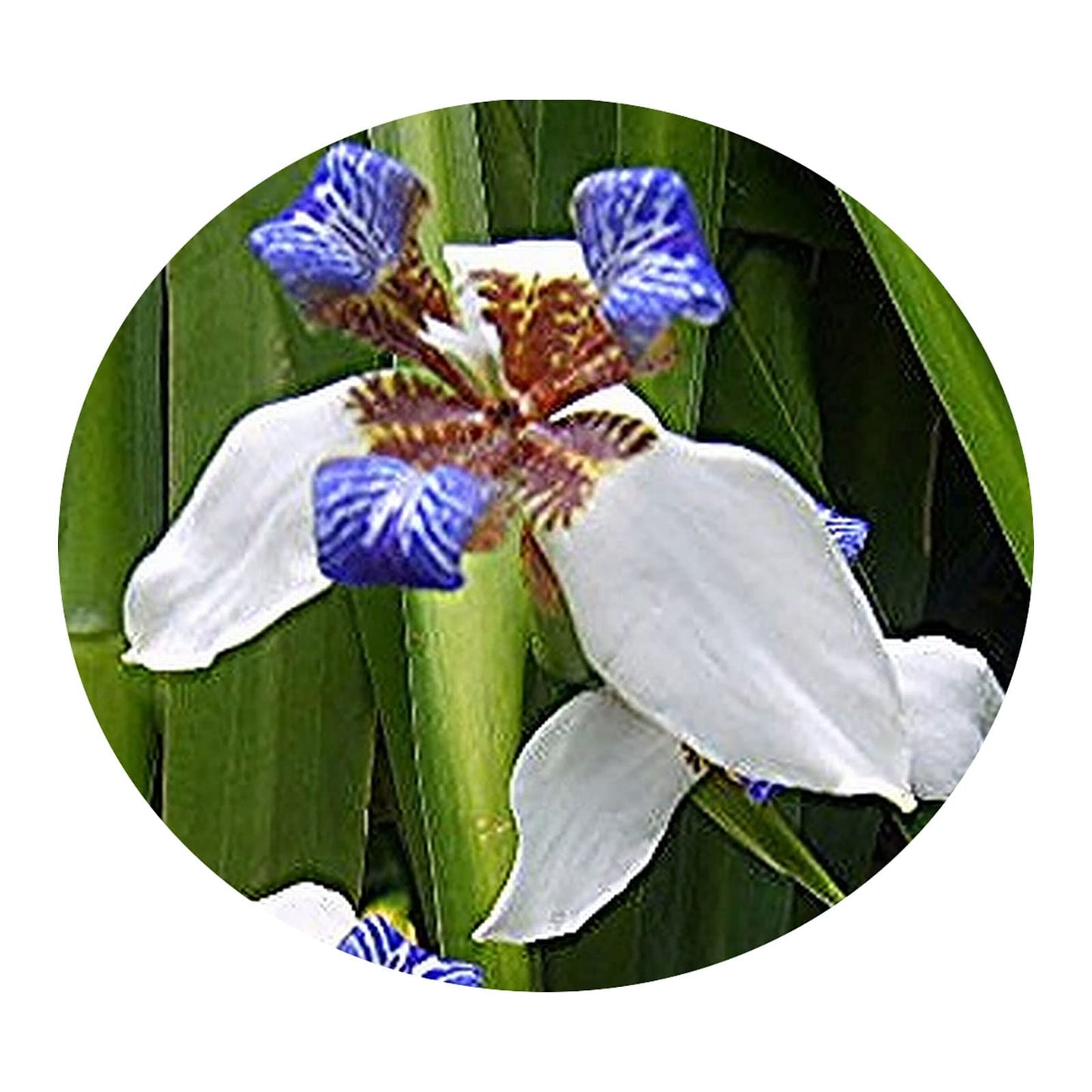 Walking Apostle Iris - Neomarica gracilis - Live Plant - Bog Shade - Fragrant White Blue Bloom - Emerald Goddess Gardens - Starter Sz 4 Inch Pot