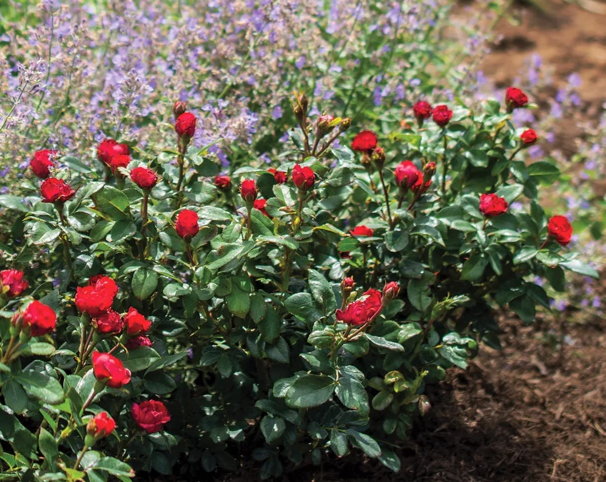 Petite Knock Out® Rose - Live Plant - (1 QT)
