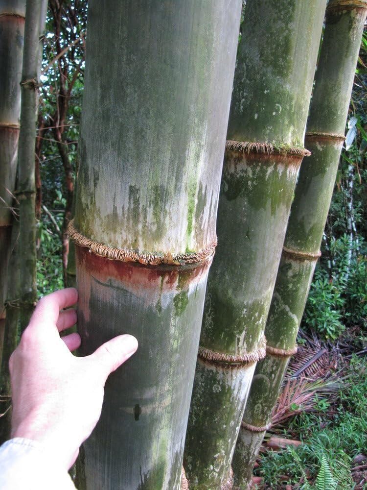 Dendrocalamus Asper Bamboo | 2 Large Trade Gallon Size Plants | Dendrocalamus Asper | Privacy Screen, Fast Growing Privacy Hedge, Non-Invasive, Tropical Landscape, Drought Tolerant