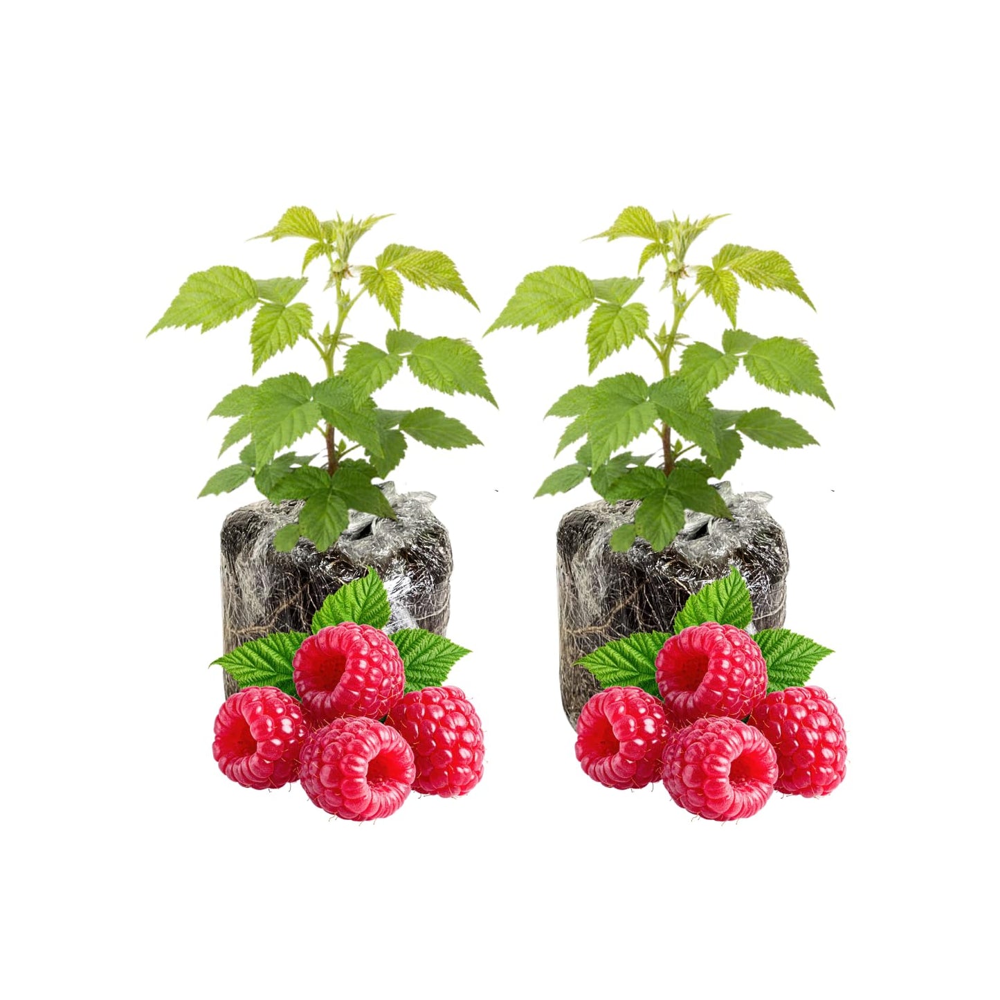 2 Raspberry Plants Live, 4-6'' Tall, Raspberry Trees, Raspberry Fruits Trees for Outdoor Planting, 1 Year Old (Glencoe Thornless)